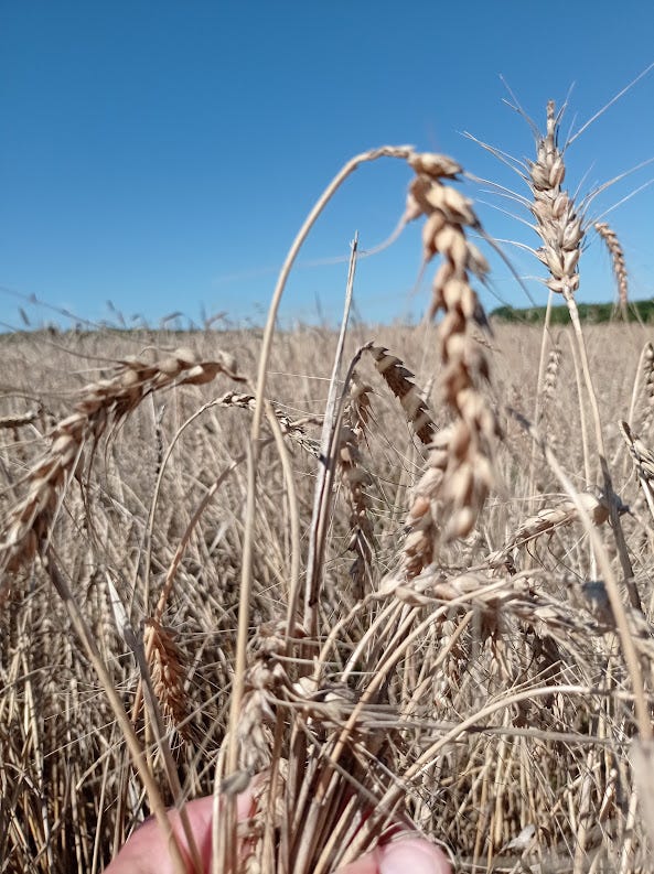 Culture de céréales : comment faire sauvage?
