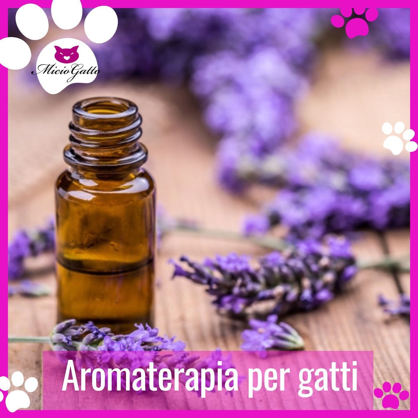 Aromaterapia e olii essenziali per gatti