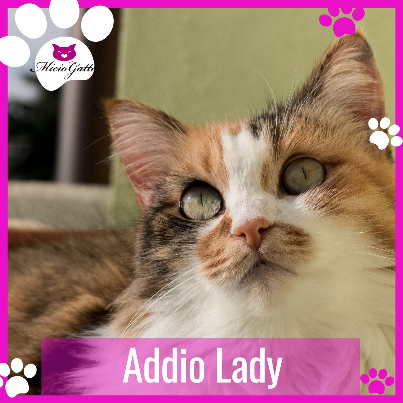 La mia gatta Lady è morta - il lutto e come lo sto affrontando