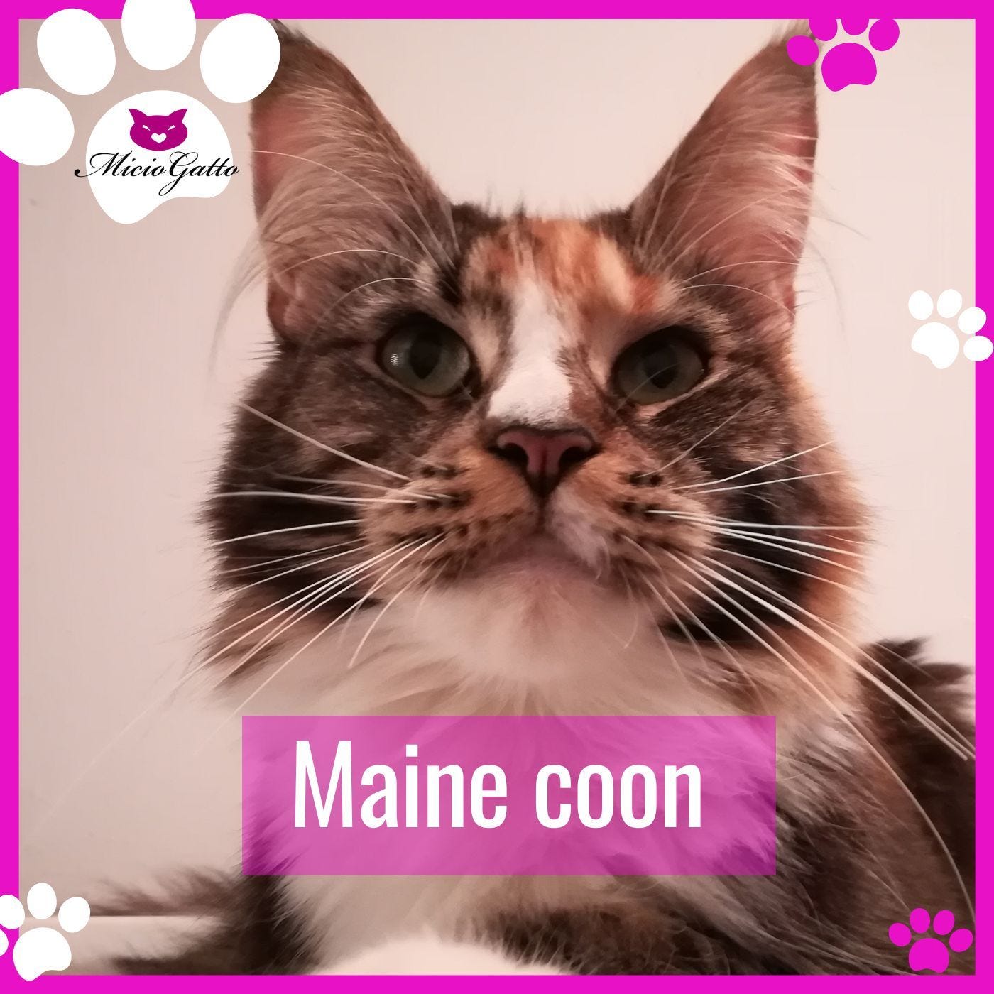 Tutto sul Maine Coon raccontato da un allevatore