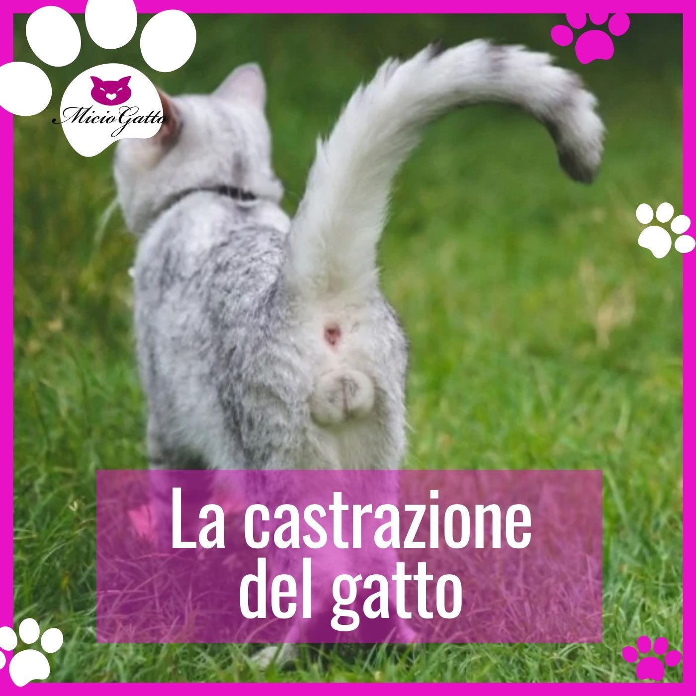 La castrazione del gatto maschio: ecco come avviene