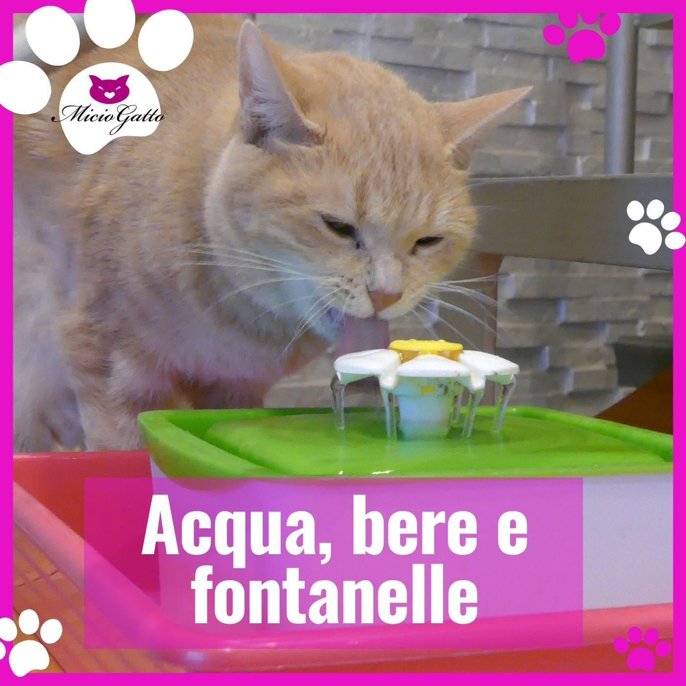 Acqua e gatti: quanto bere e fontanelle!