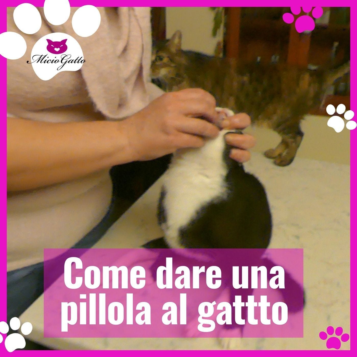 Come dare una pillola al gatto: impresa impossibile?