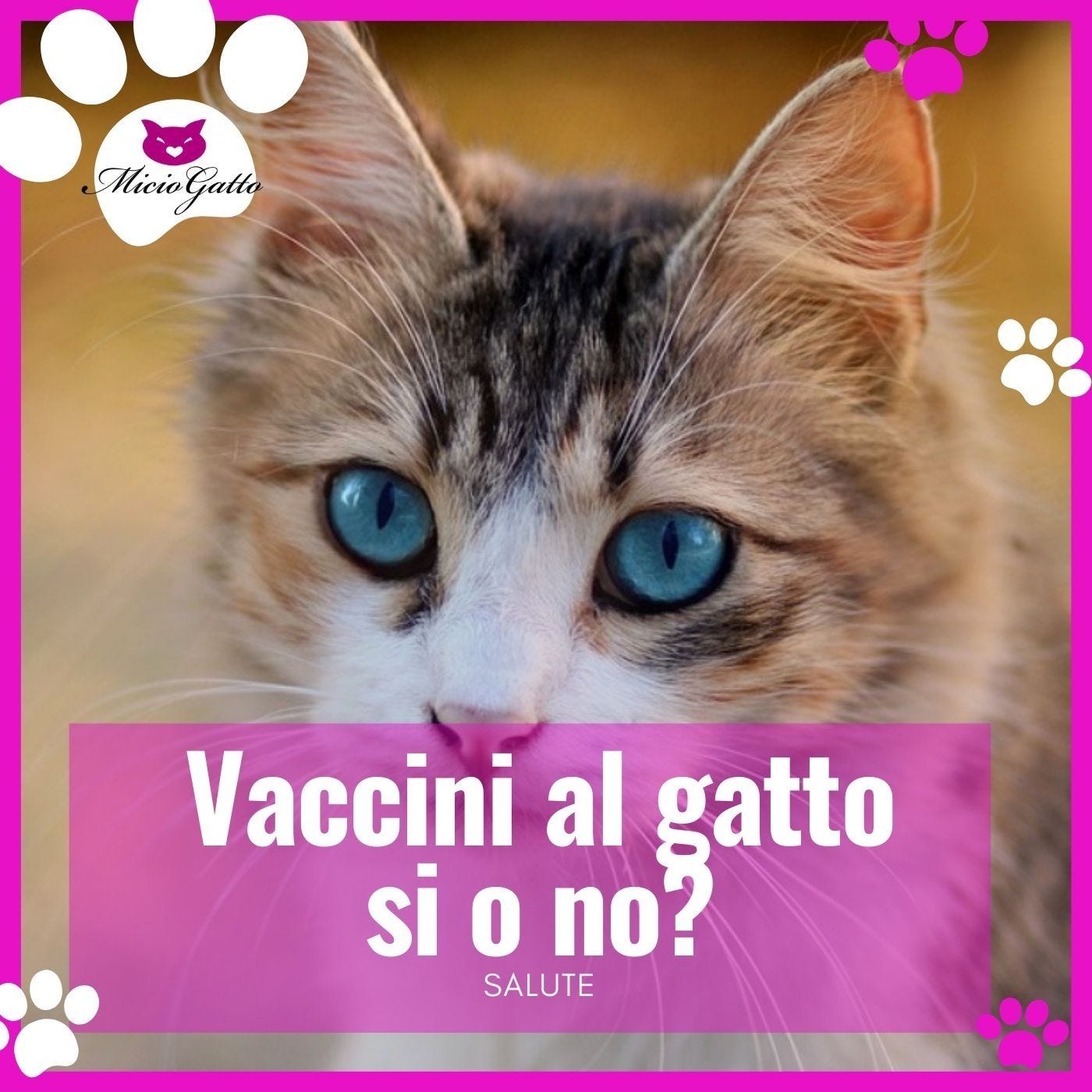 Vaccino per gatti, quando come e perché con la dott.ssa Beatrice Martinelli