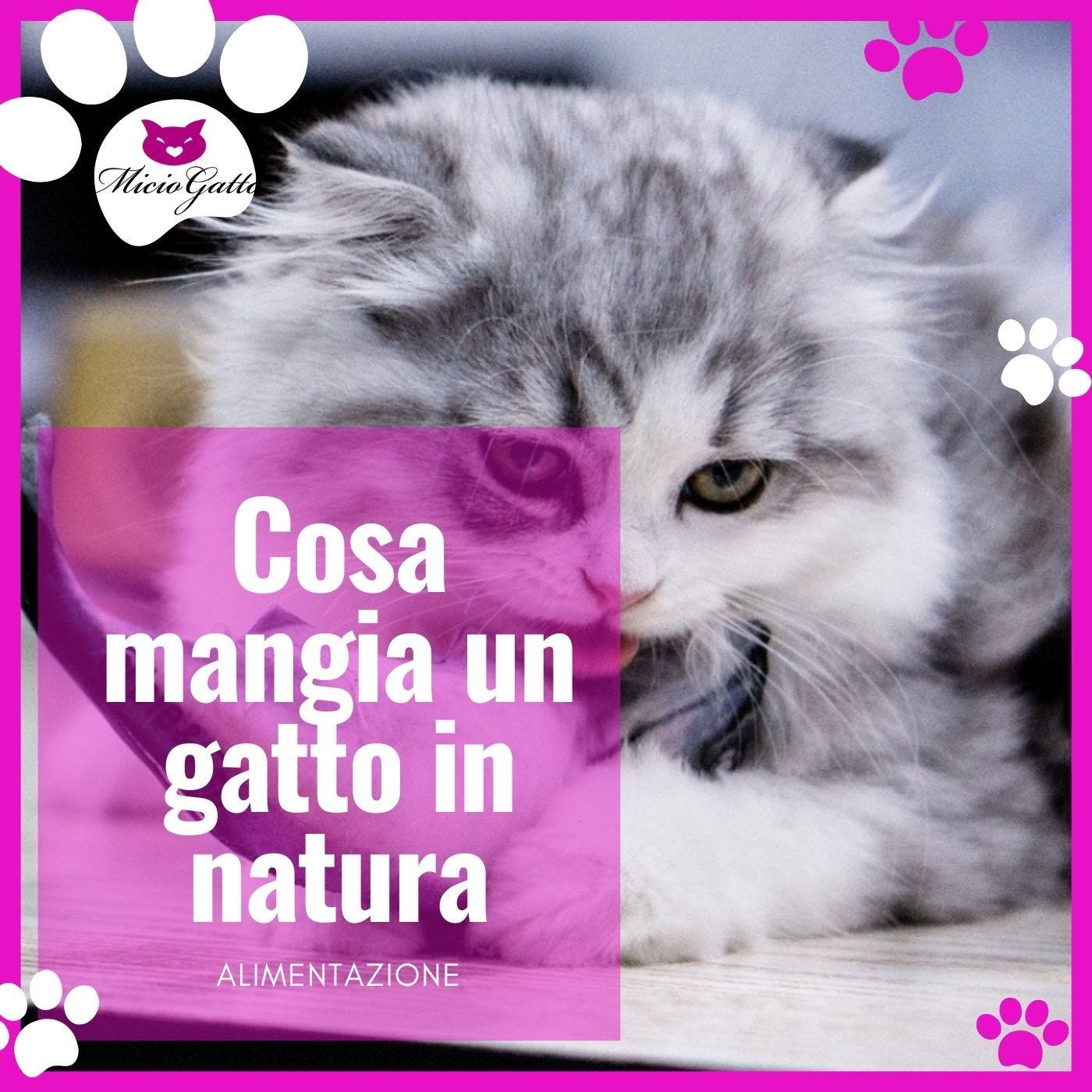 Alimentazione del gatto in natura, come si nutre in realtà un gatto? - con Valerio Guiggi