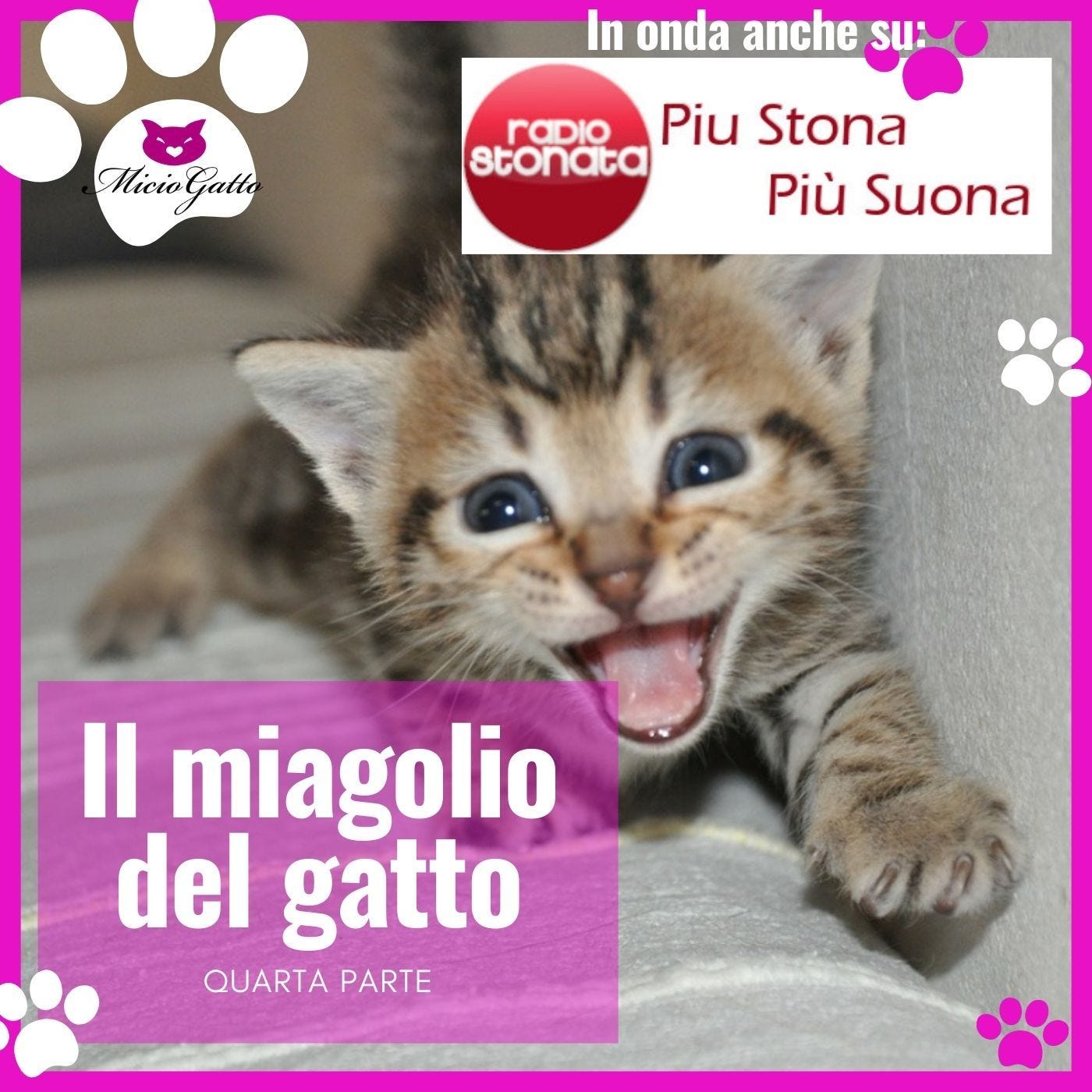 Il miagolio del gatto - QUARTA PARTE - perché il gatto miagola e come - in onda su Radio Stonata