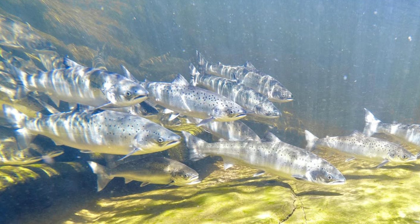 The Last Salmon: Rob Macfarlane & why rivers are alive and should have rights