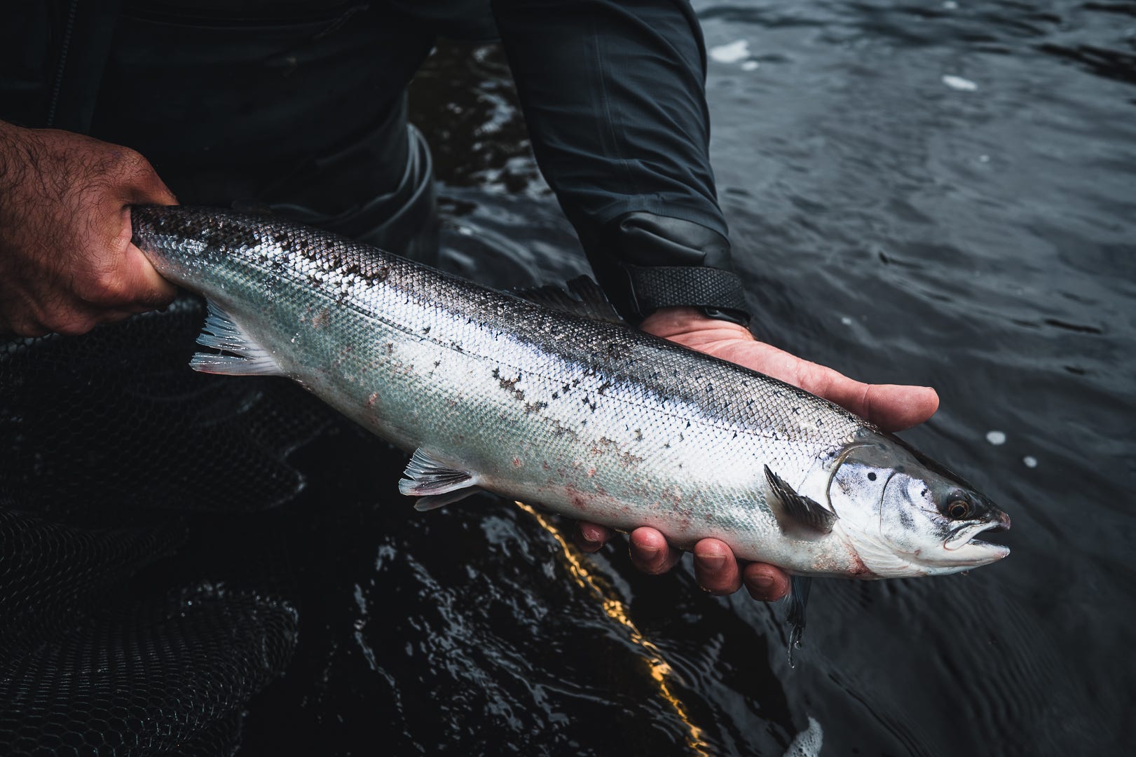 Grilse run update - from the bad to the sublime