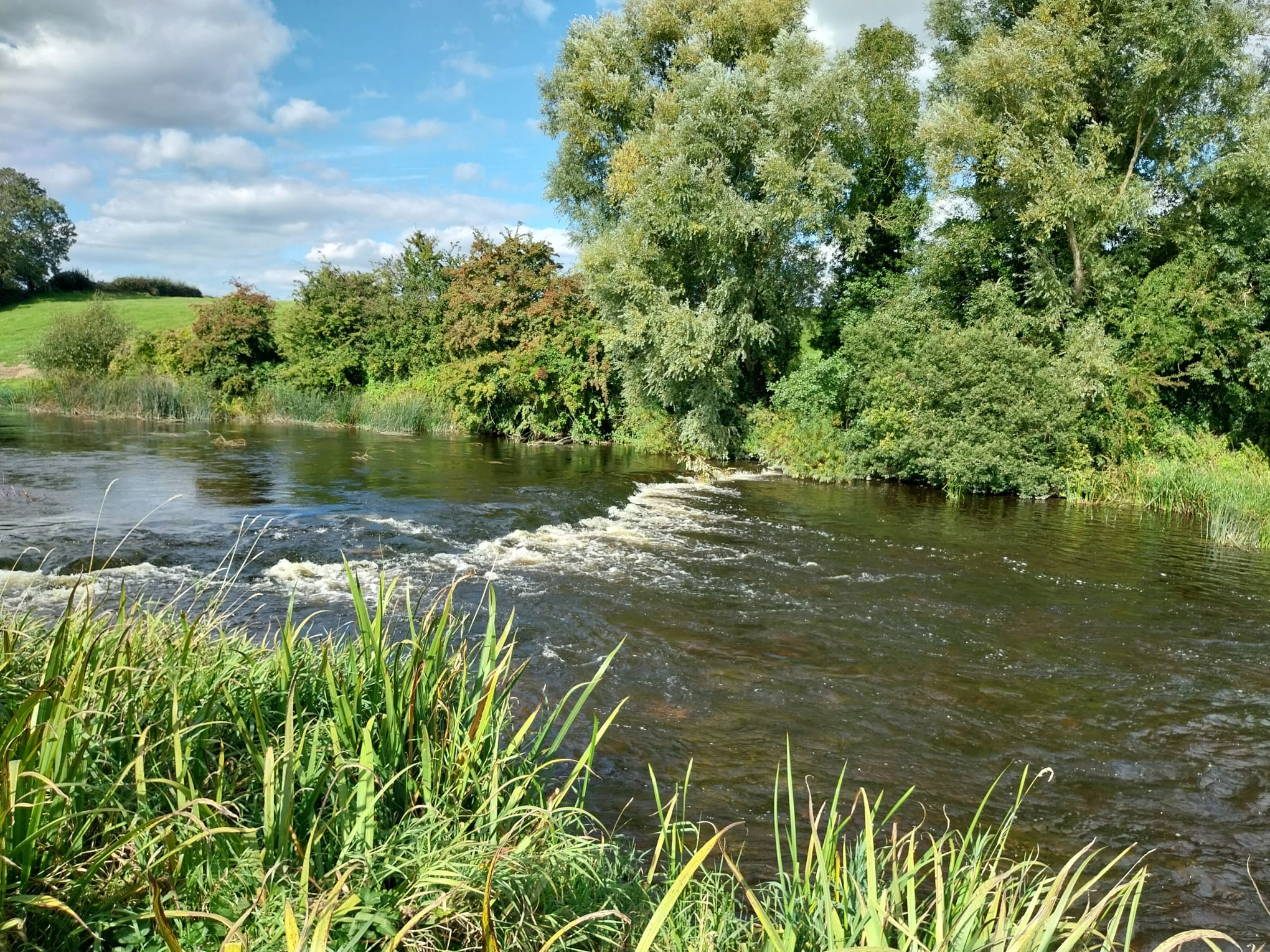 Brown trout fishing on the Boyne