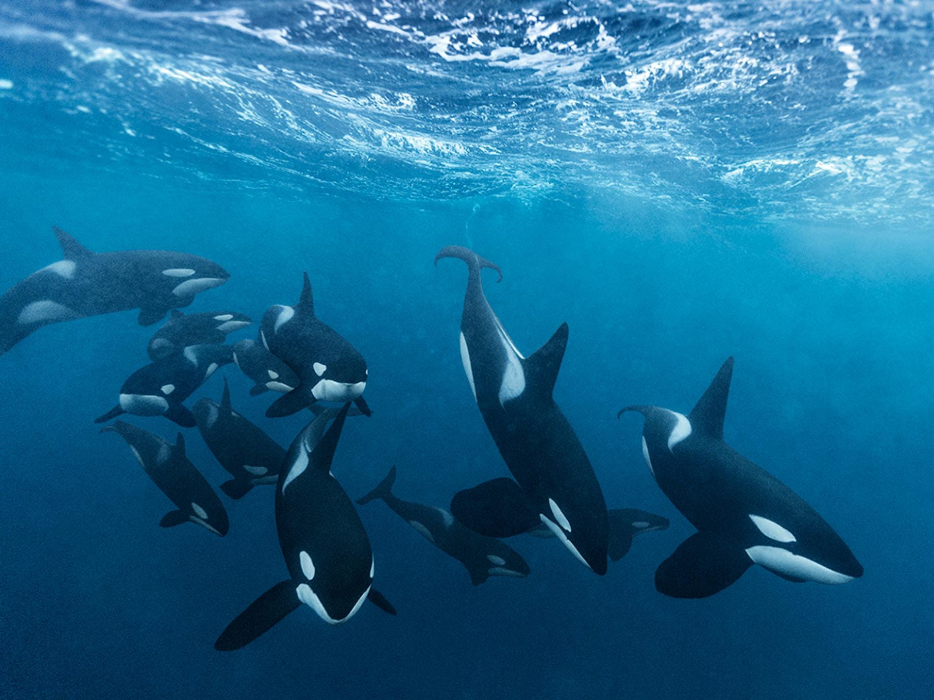 Ep. 37: Oceanic Maestros: Unraveling the Mysteries of Orcas, the Titans of the Sea episode artwork