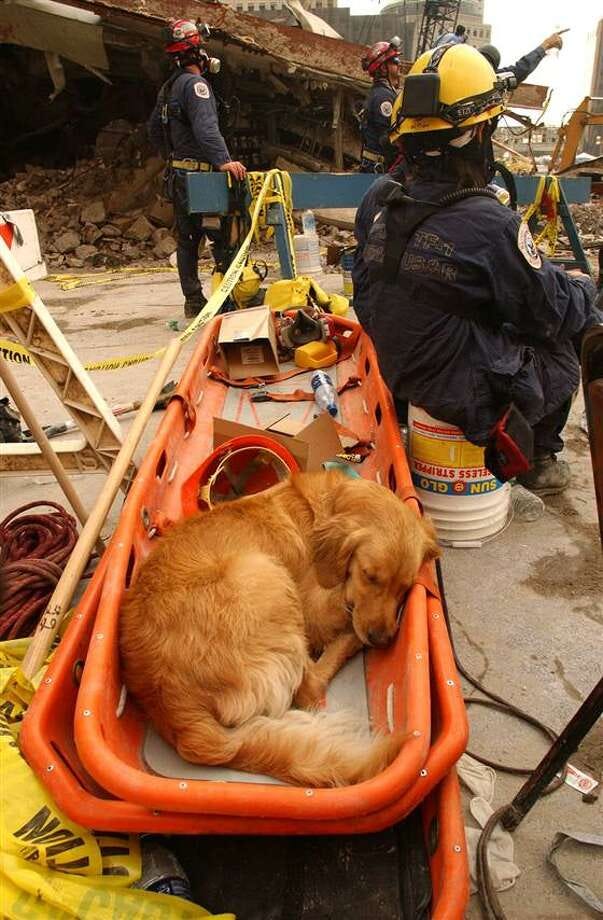 Ep. 73: The Multi-Faceted Roles of Working Dogs in Disaster Response: A Post-9/11 Analysis episode artwork