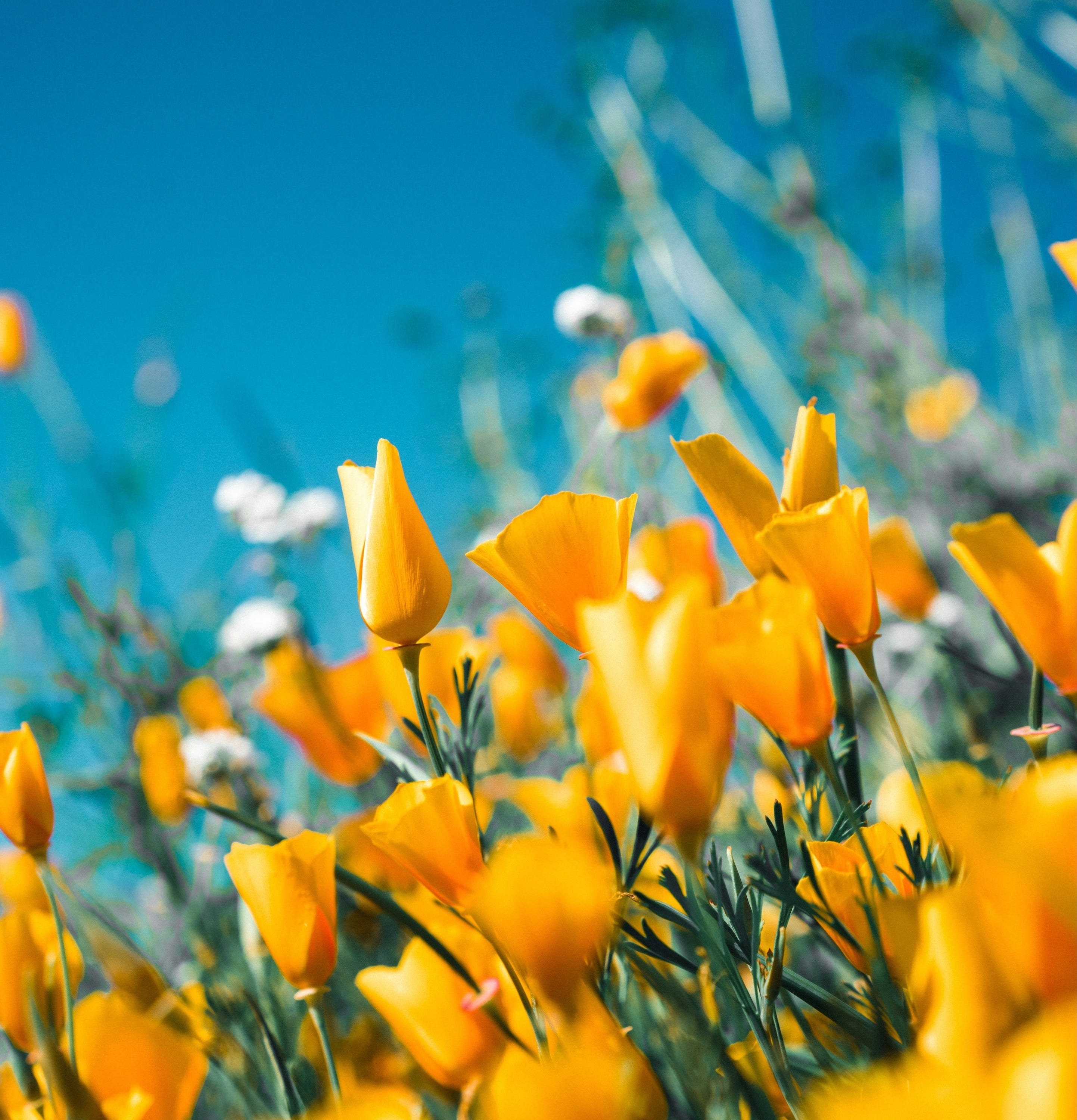Feel Really Good: Empowering Meditations