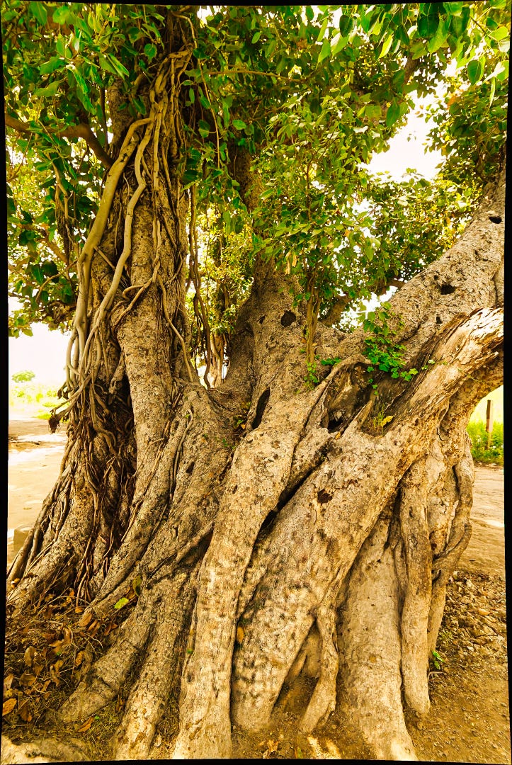 The Dusty Mic Chronicles