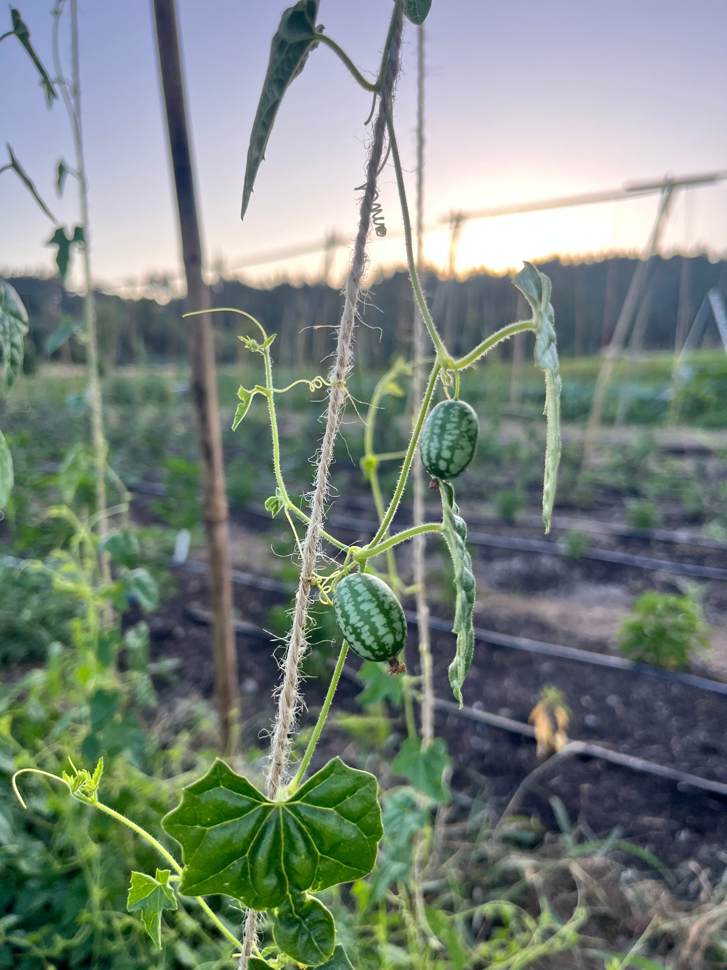 Cly: The Art of Care, Connecting to Your Roots, and Dancing with Change in the World of Farming and Beyond