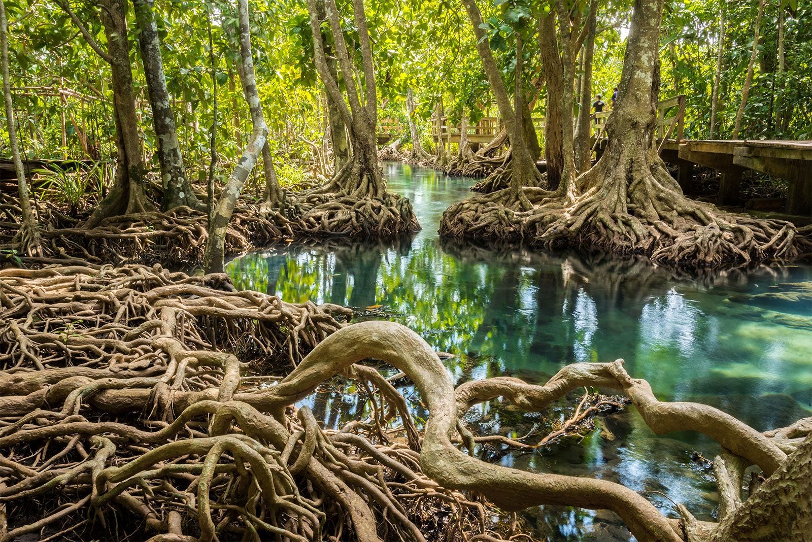 Mary Oliver's "The Mangroves"