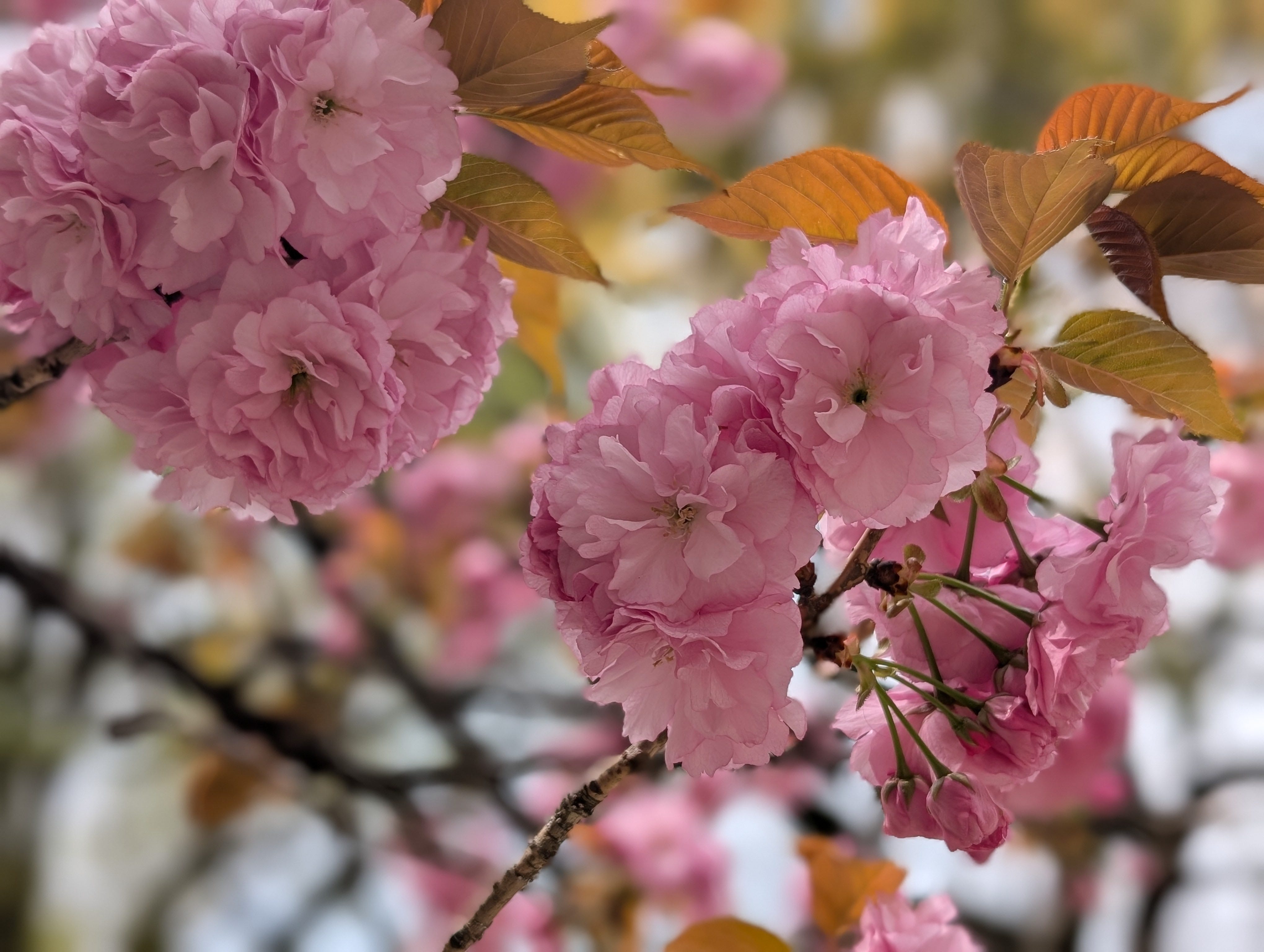 Elliott Confidential Podcast