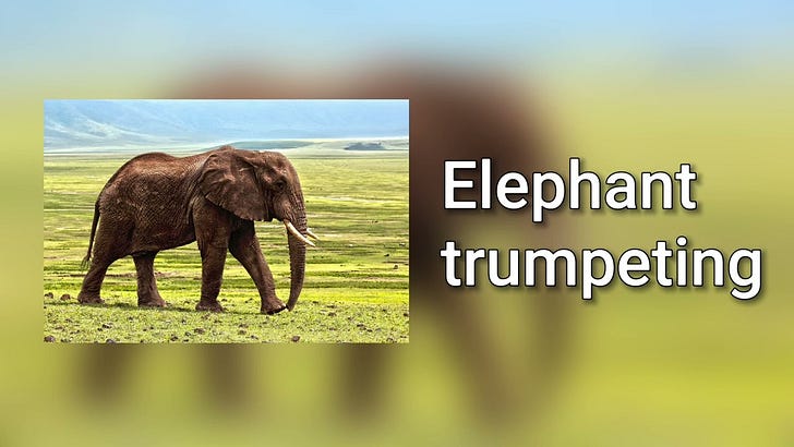 The Elephant Cage