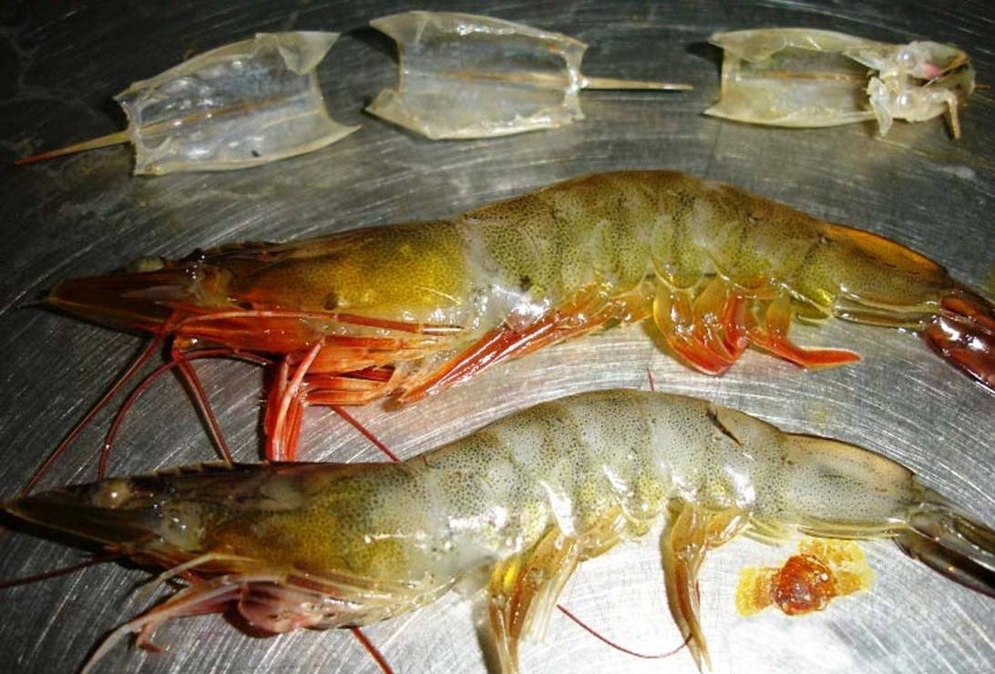 Can India’s Shrimp Industry Overcome Hit from US Tariffs