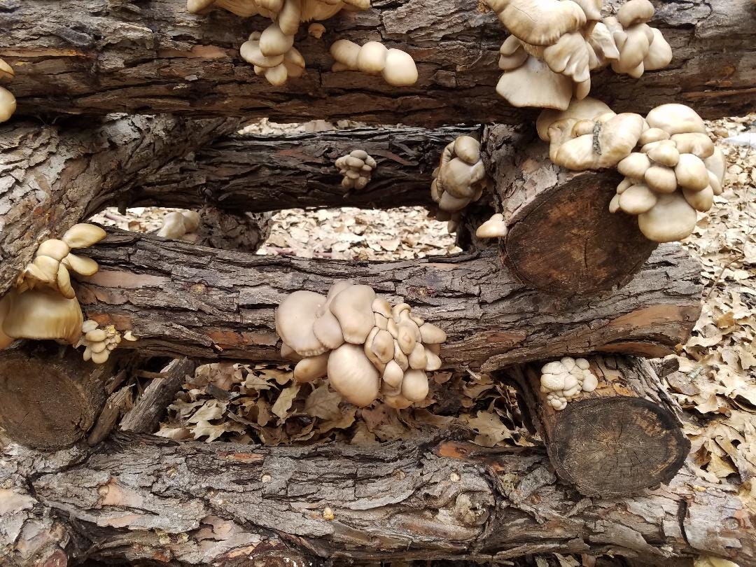 Shiitake Mama & The Benefits of Morel, Shiitake, & Oyster Mushrooms