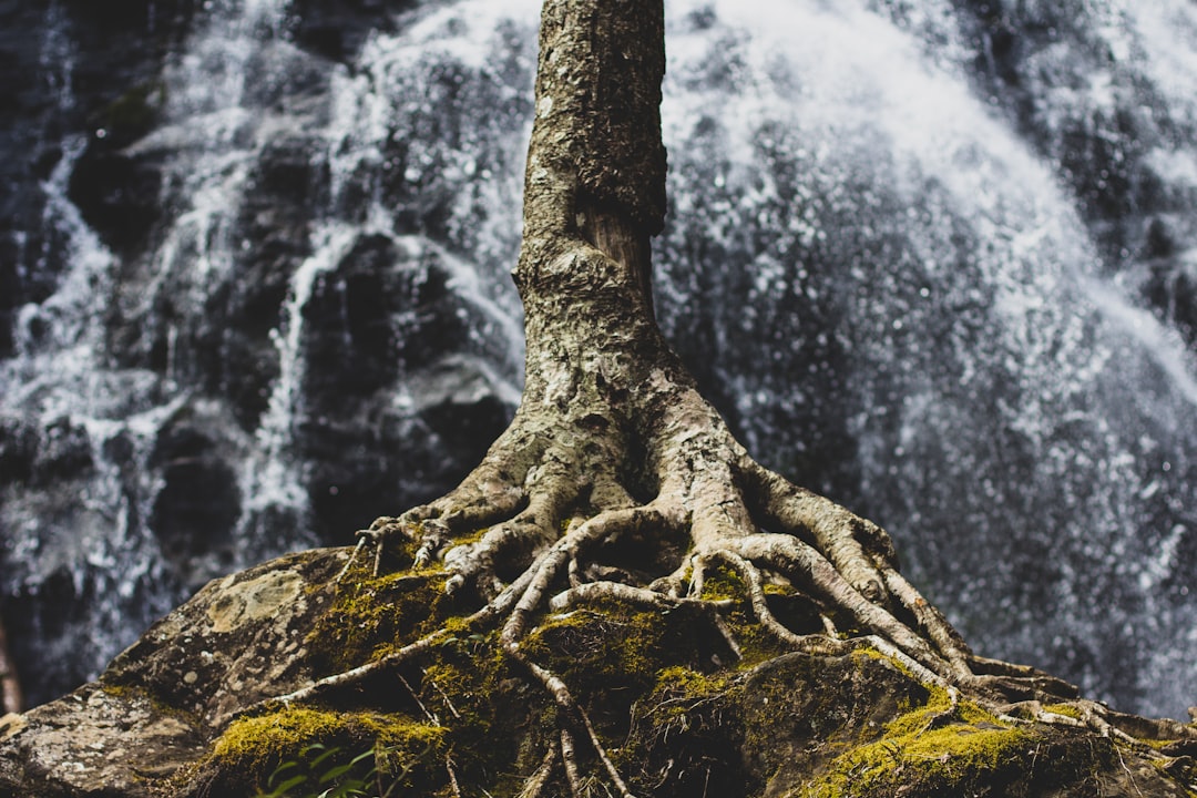 Rooted in Self-Worth episode artwork