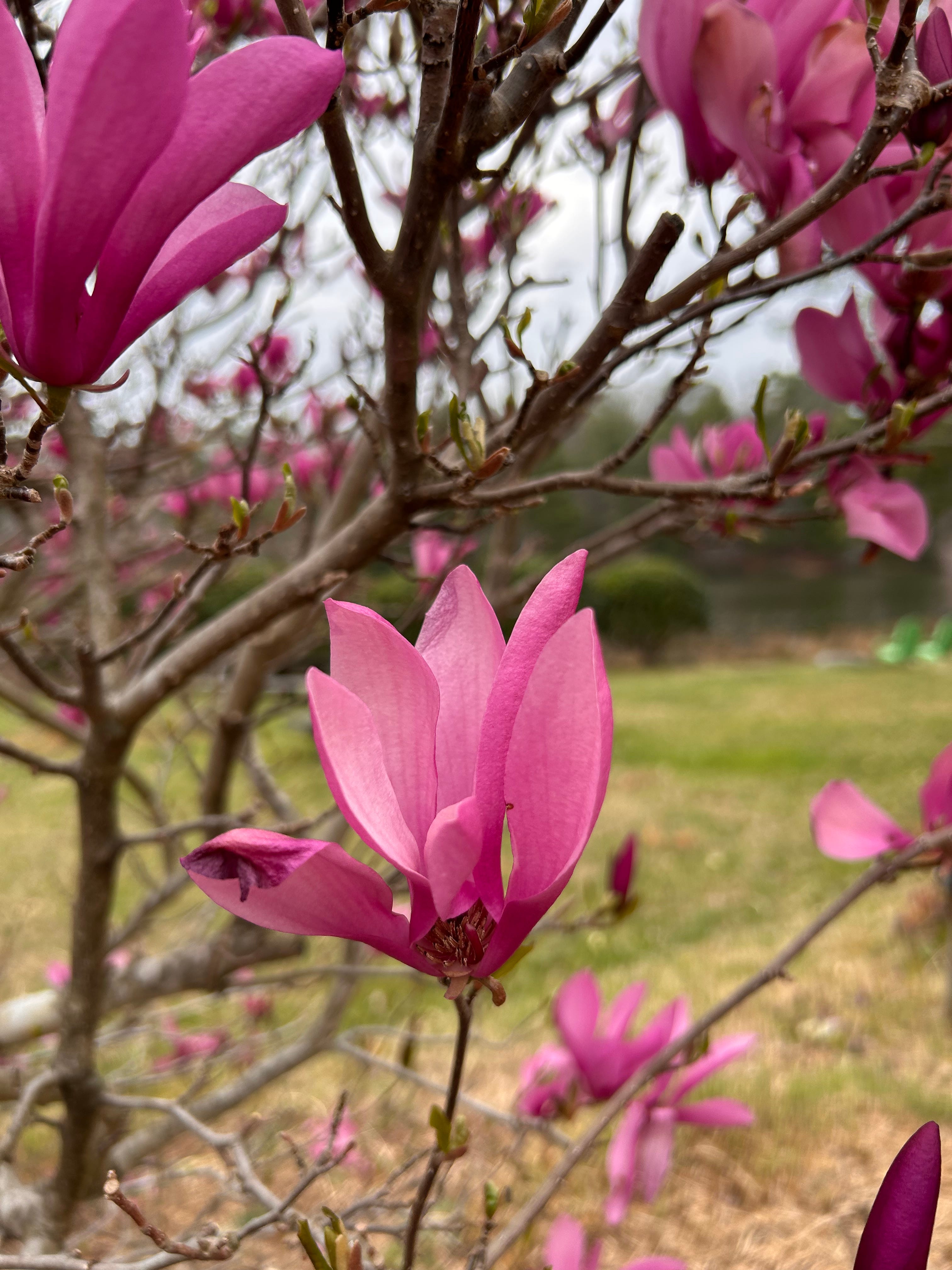 Earth Dreams: Zen Buddhism and the Soul of the World