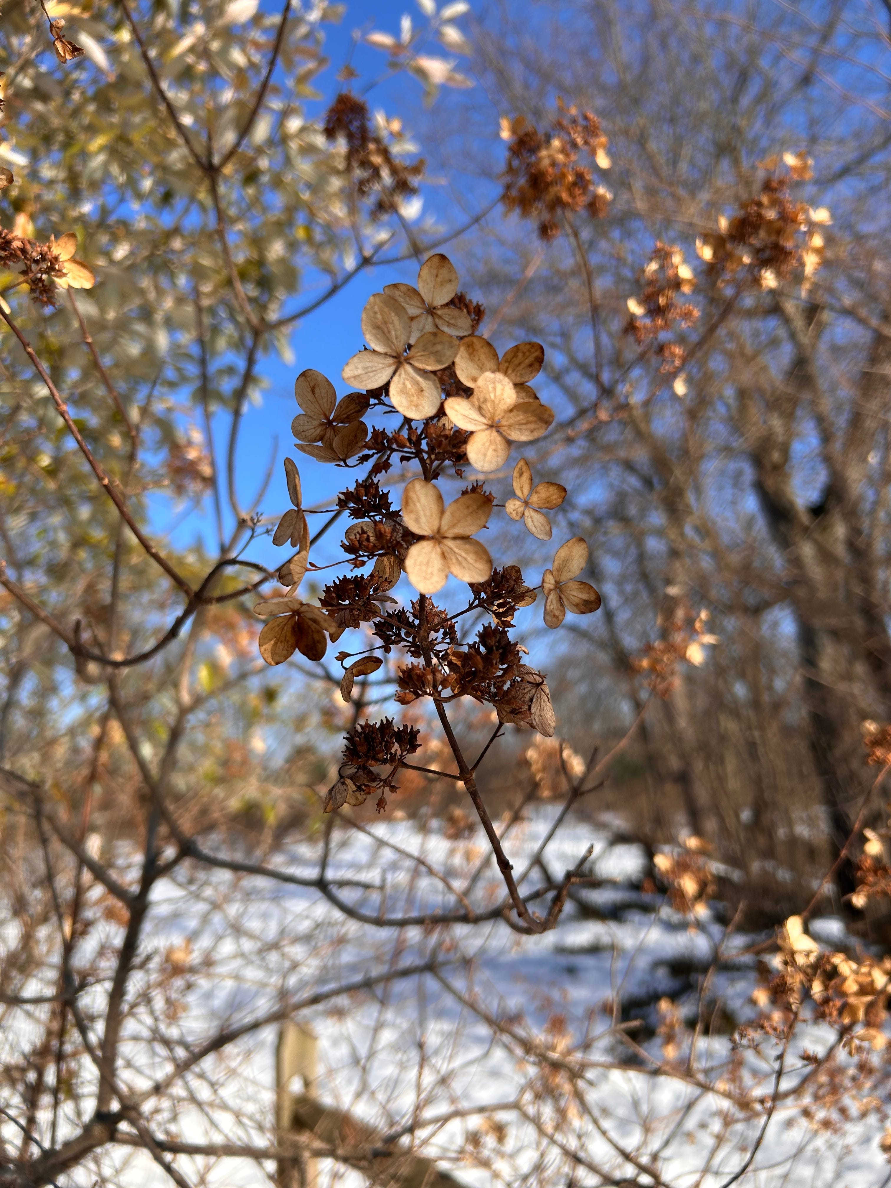 Realizing the Mind that Abides Nowhere