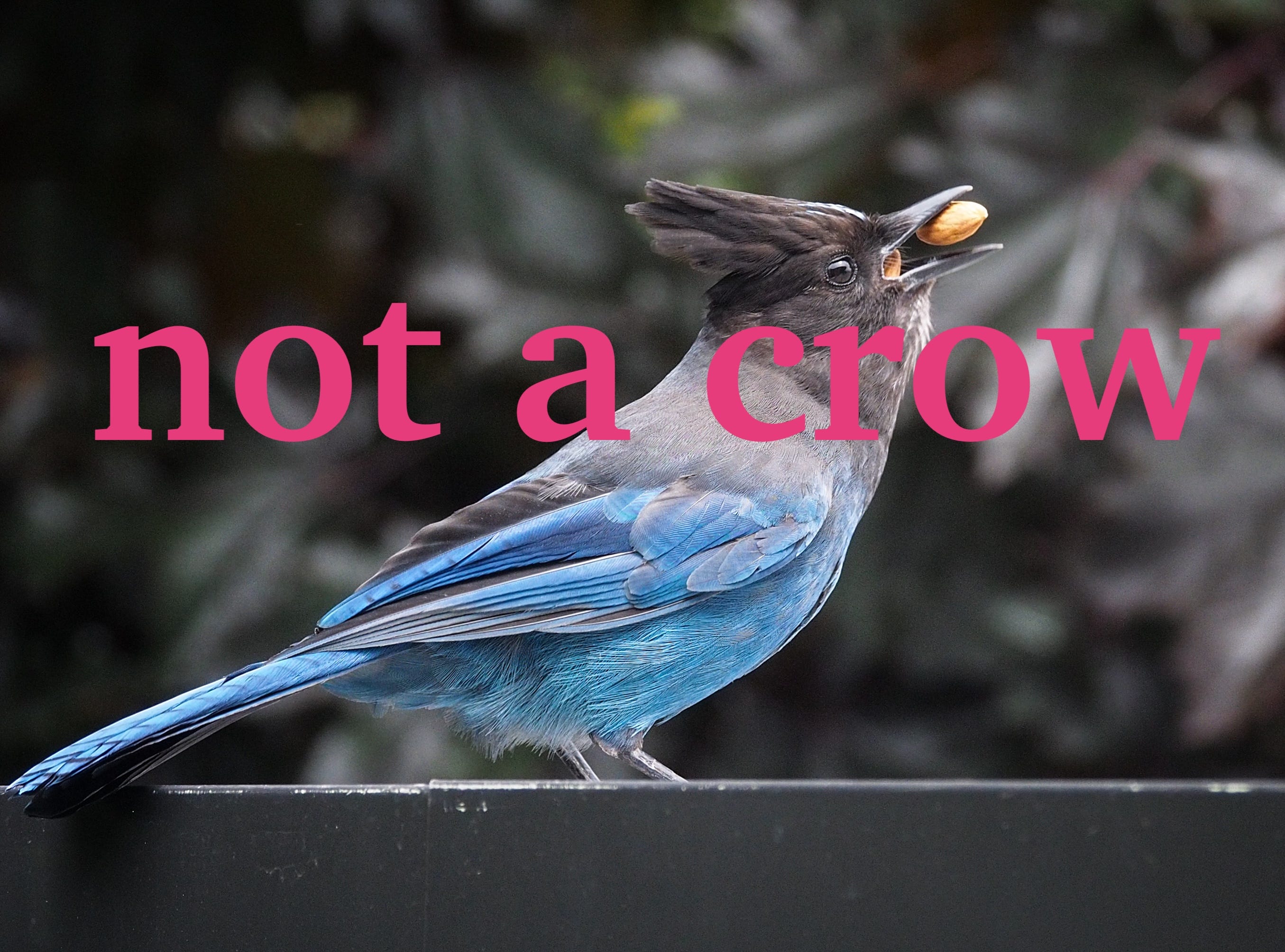 "FAITH WITH A NAME," and, the crows my role models episode artwork