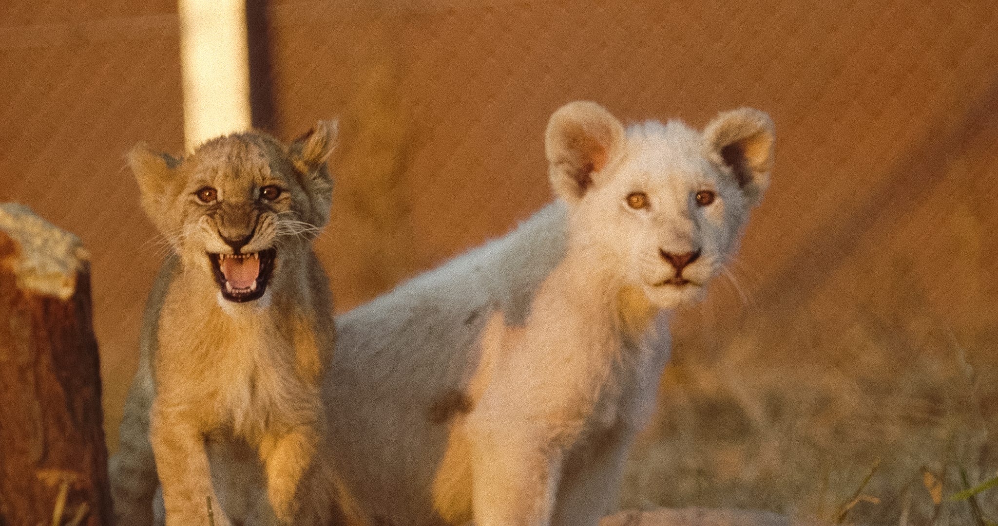 Exposing Canned Hunting and the Lion Bone Pipeline episode artwork