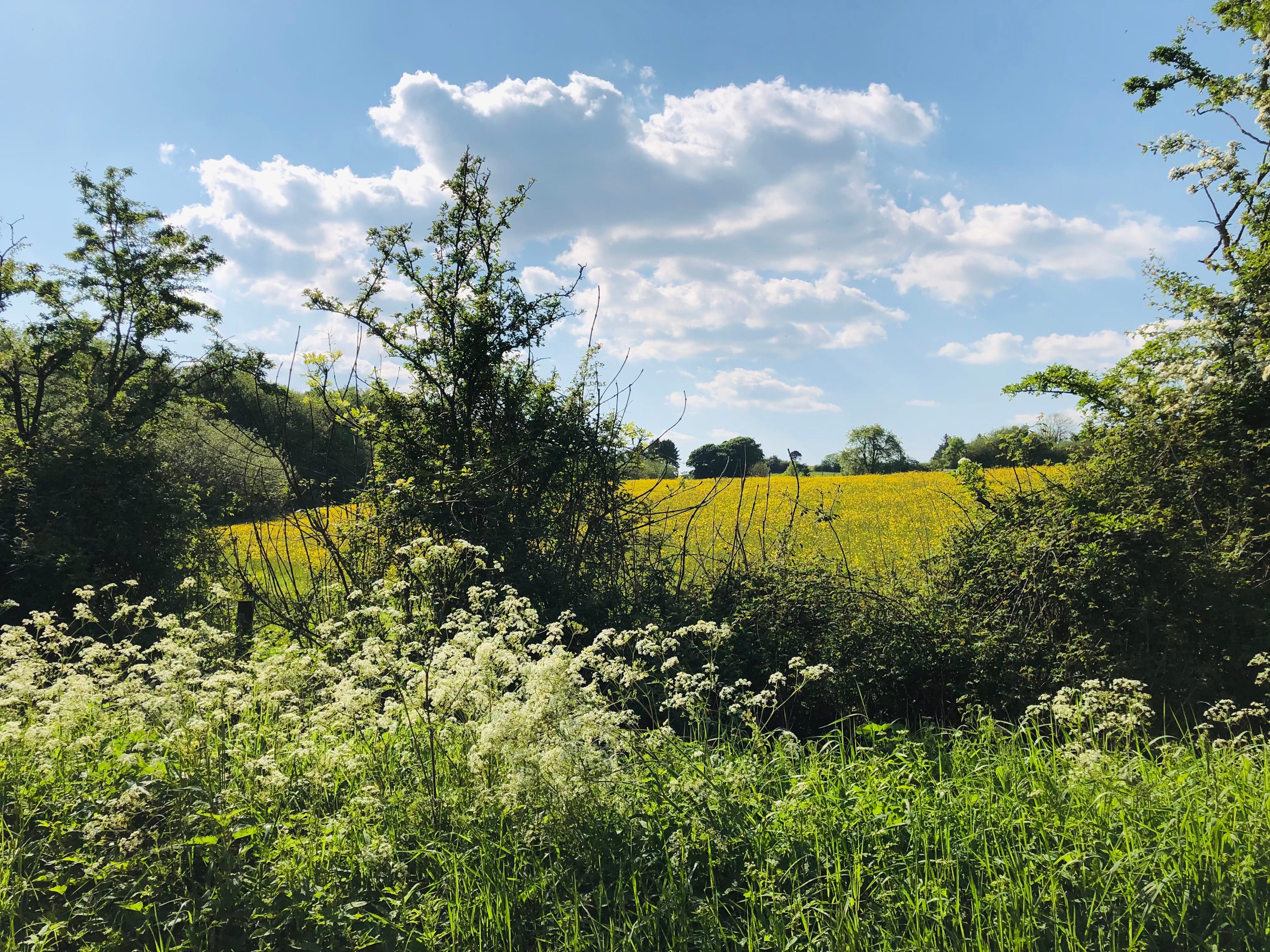 Hello You 39: A Sunny Shropshire Summer Soundscape