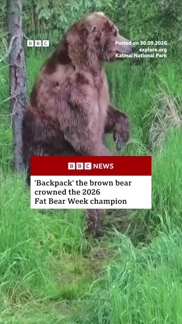 🦀 Silence, Brand! Live: fat bears and subaru lovers