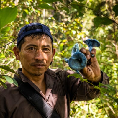 6- Guatemala - Mushroom Expedition (ENGLISH)