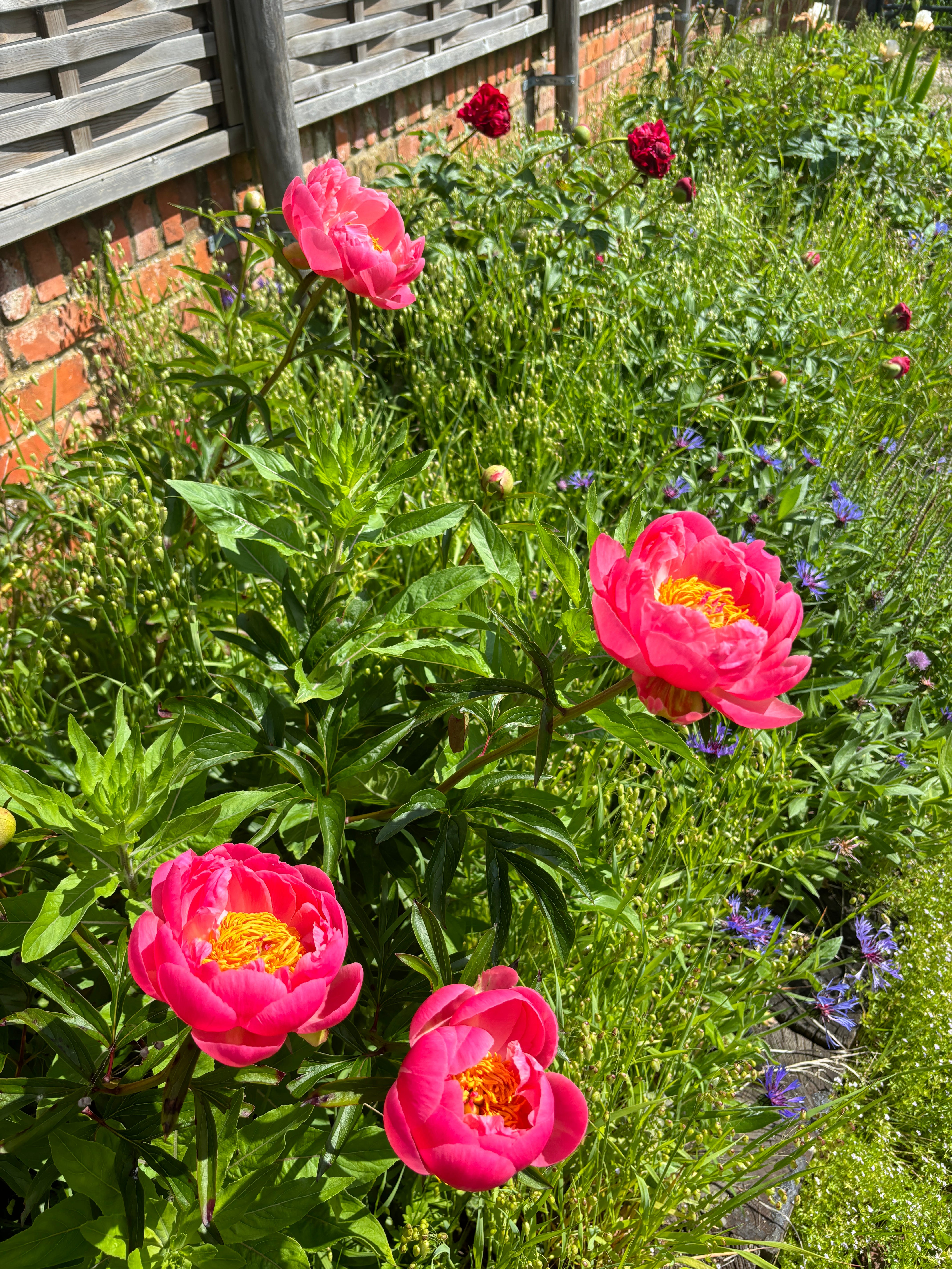 My top 5 spring flowering plants to boost your energy episode artwork