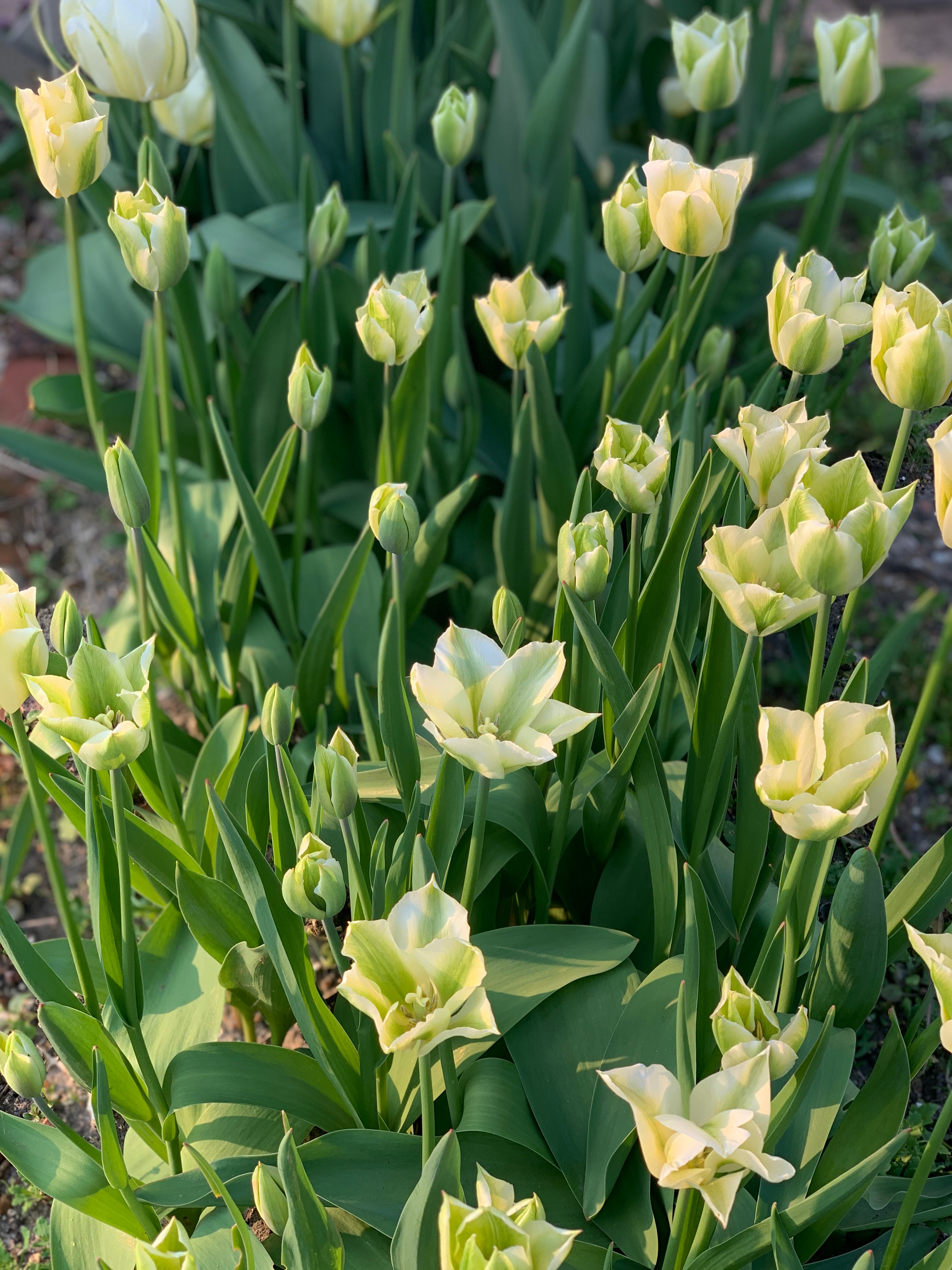 How to keep your Tulips flowering year after year episode artwork