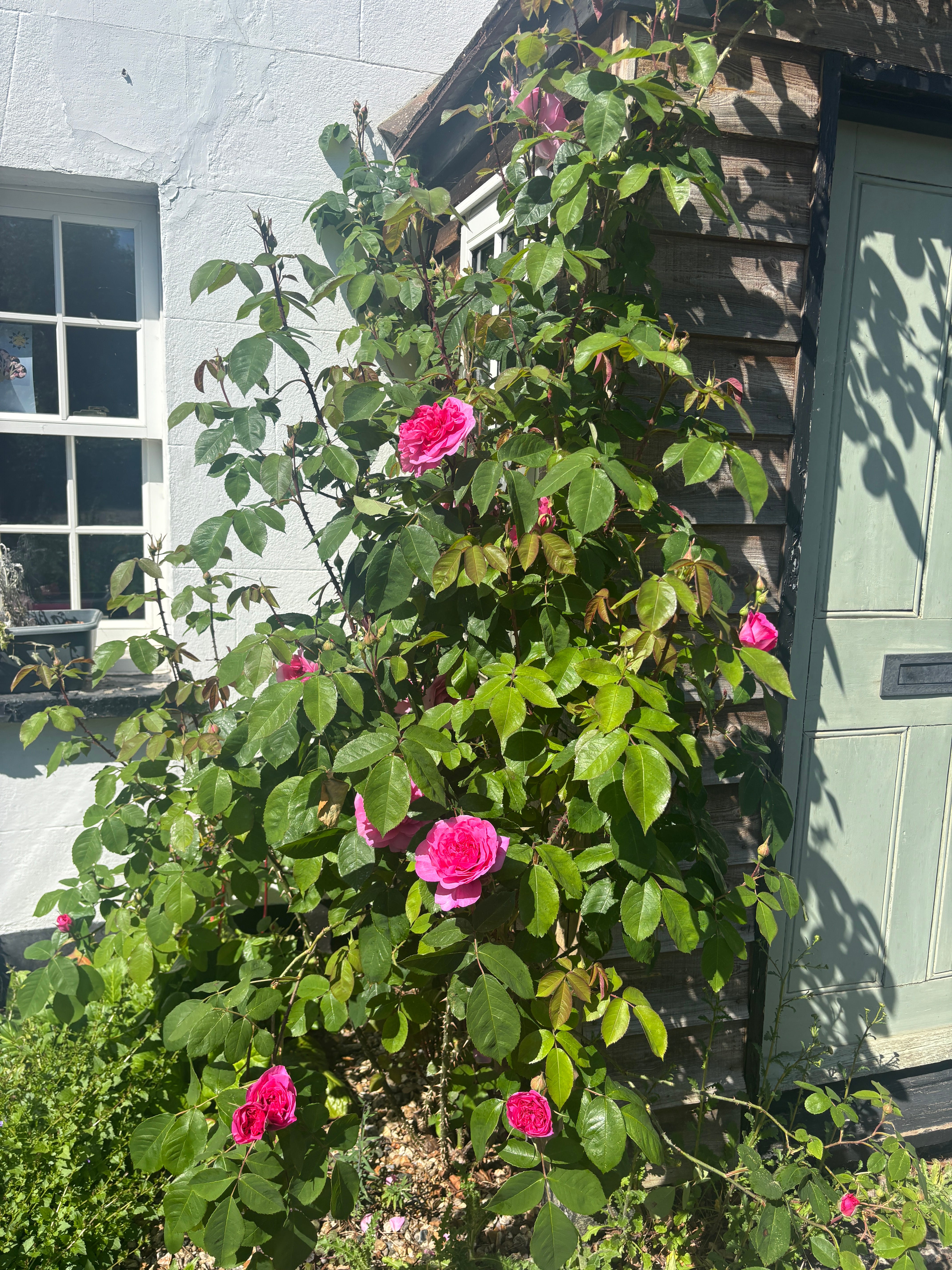 The 5 mistakes I made when launching Bloom that you’re making in your garden episode artwork