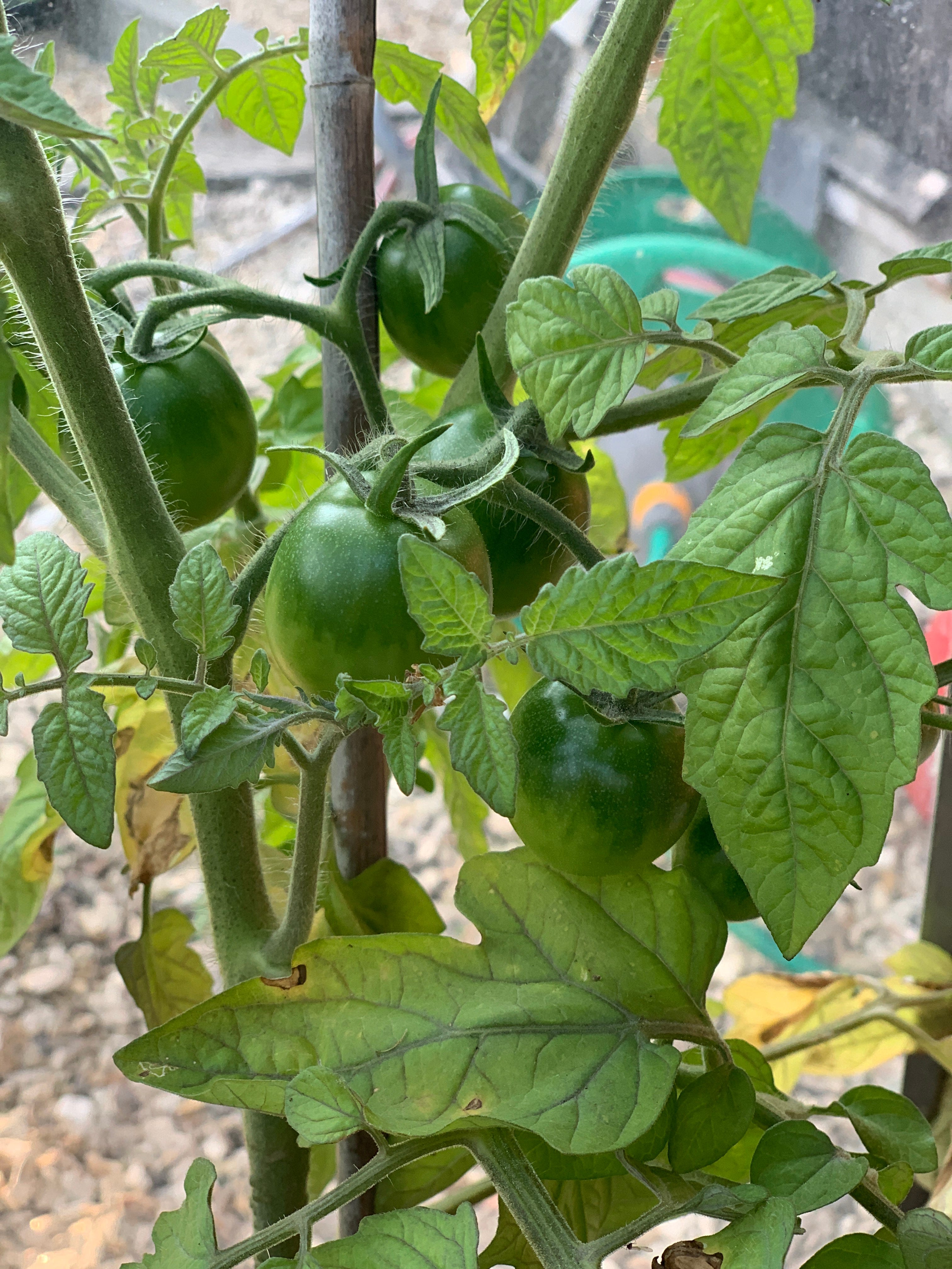 10 things you can do in your garden in June instead of scrolling on your phone episode artwork