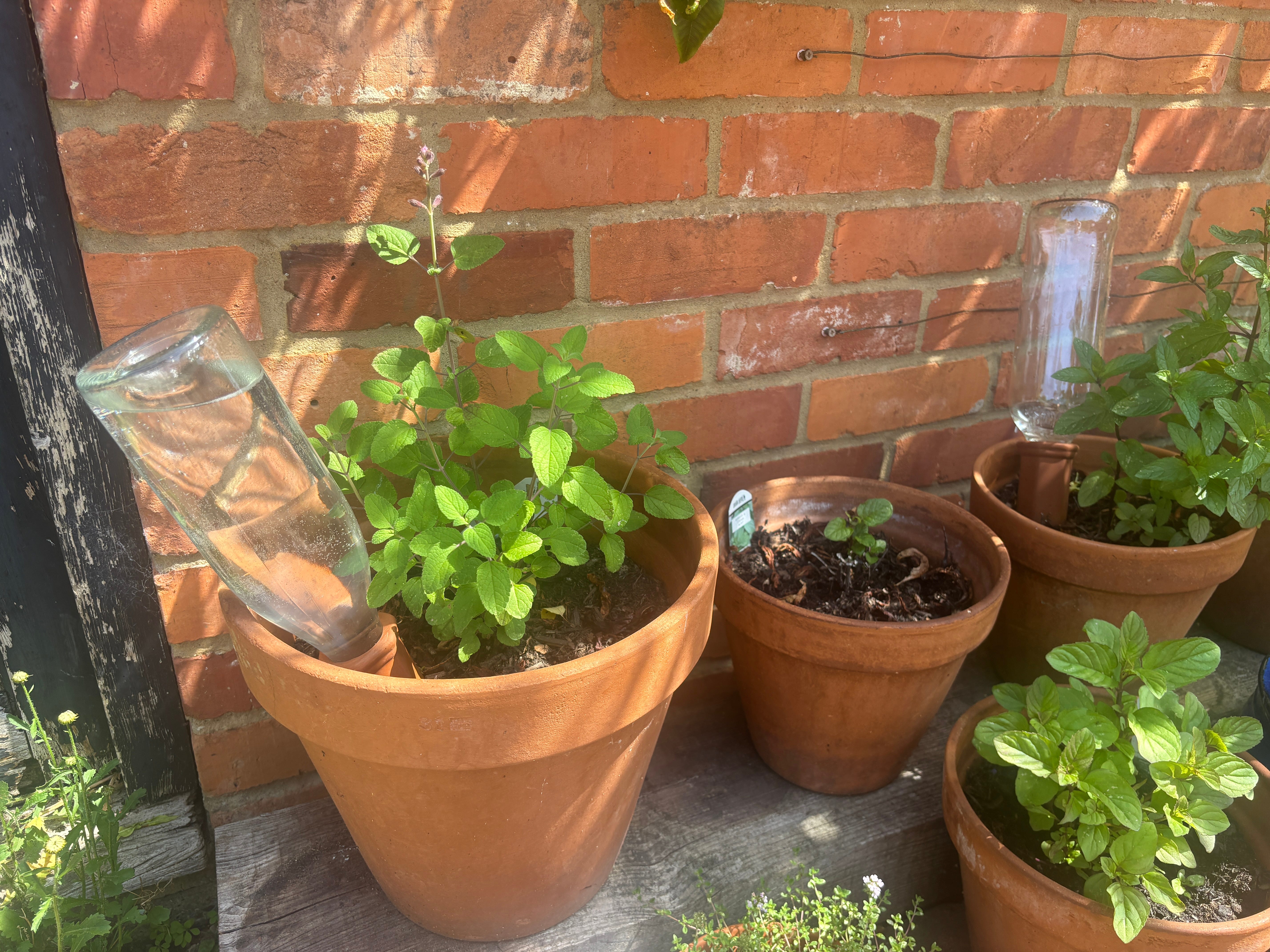 How to keep your plants alive in a heatwave episode artwork