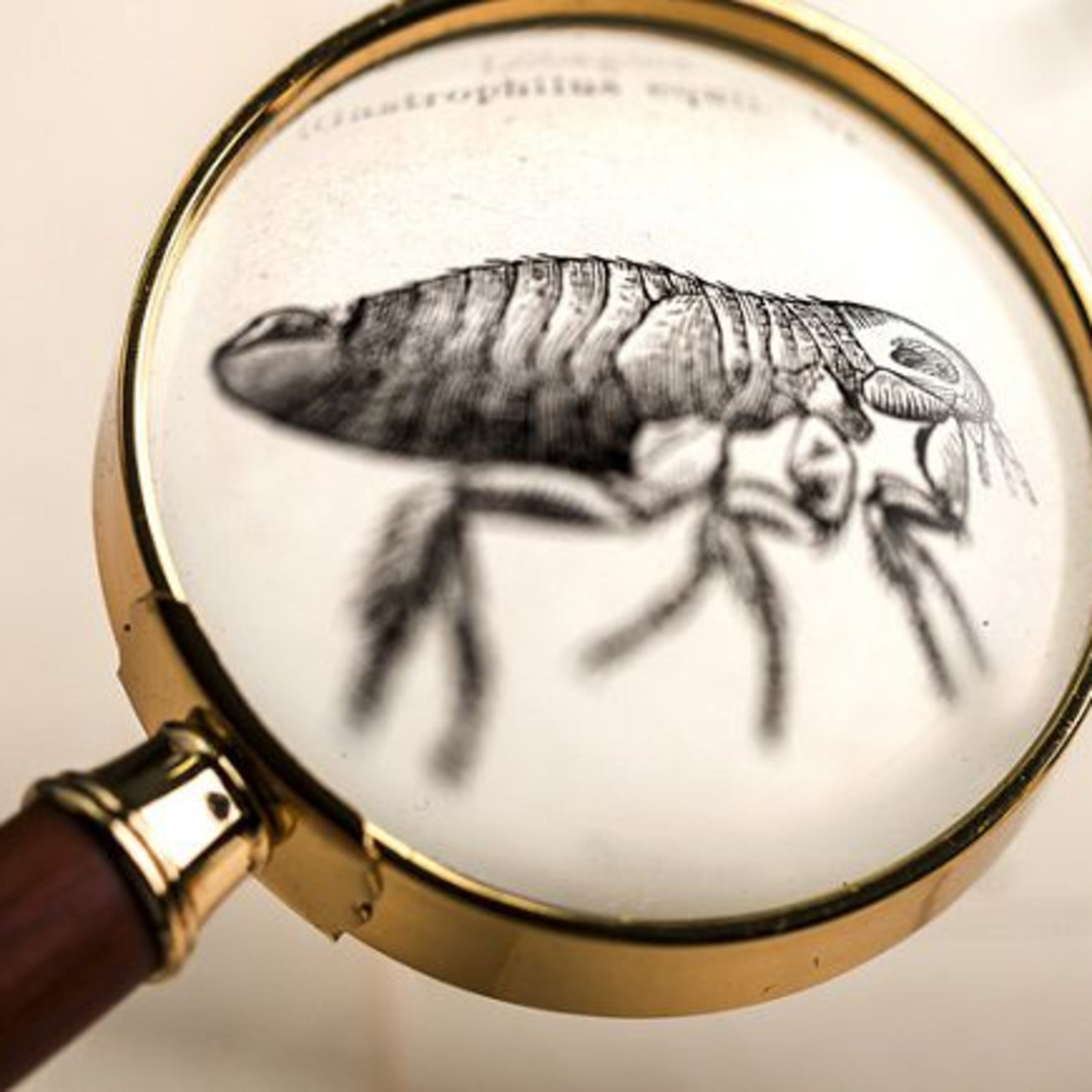 Pensiero, anima, libertà