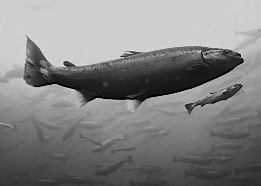 A Primer on Salmon Farming with Nick Longhurst of Marathon Asset Management A Primer on Salmon Farming with Nick Longhurst of Marathon Asset Management