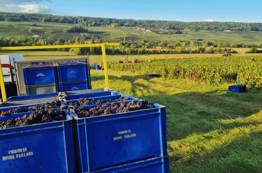 The Wine Press: Harvesting Bubbles Under Pressure - podcast episode cover