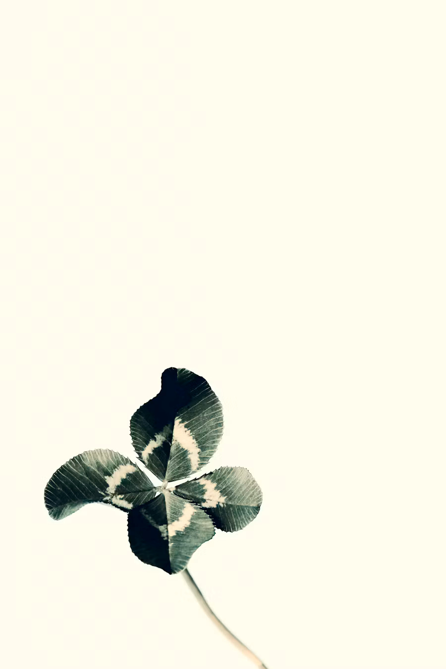 Narrated Essay: When to Plant Clover