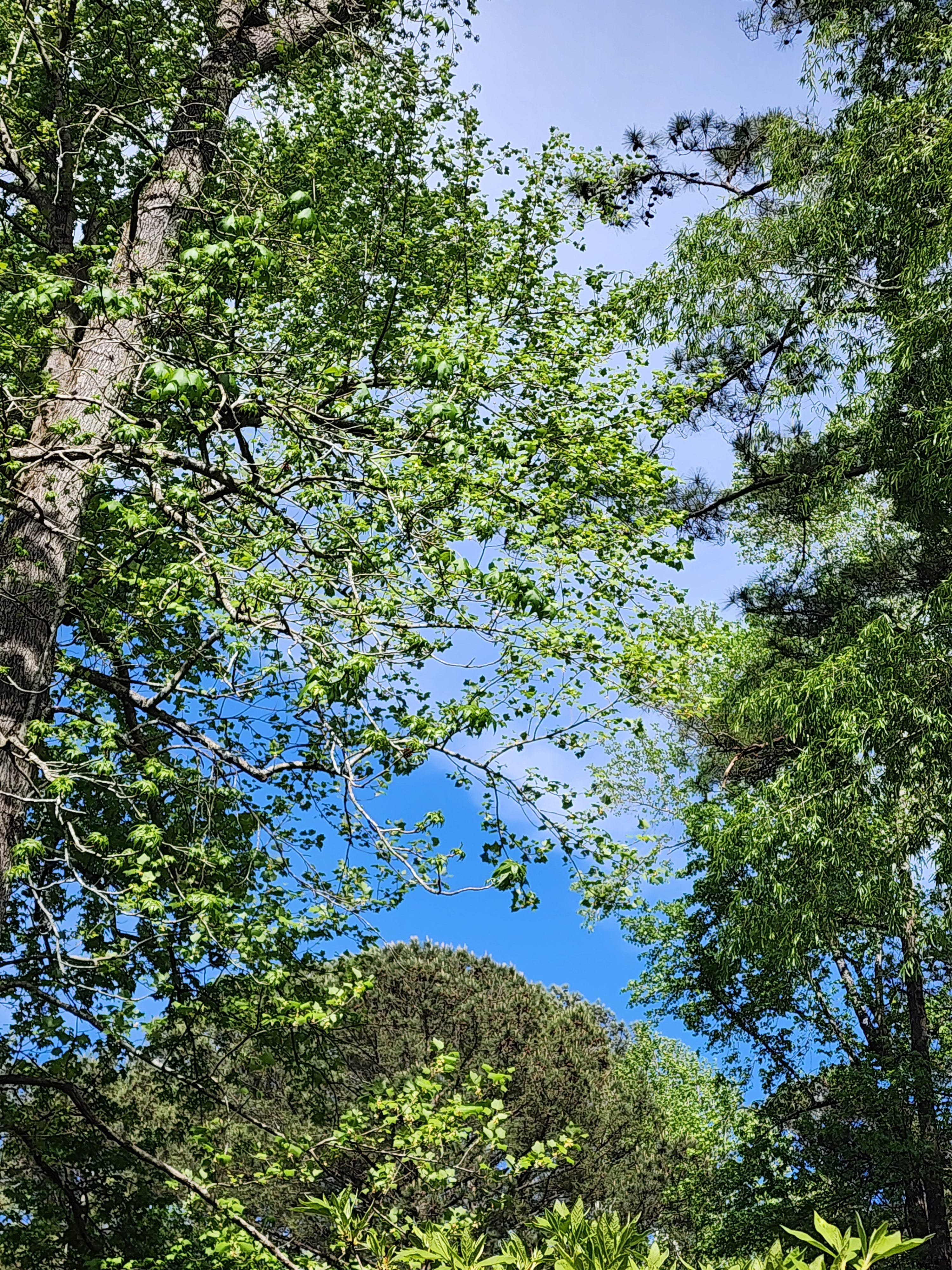 Spring Light-the glory of God tops a crown of light atop the trees