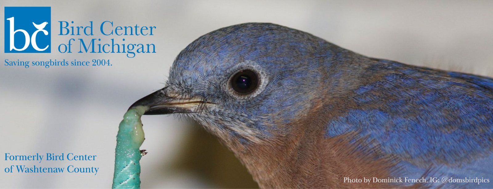 Saving Songbirds with Marissa Jardine from the Bird Center of Michigan episode artwork