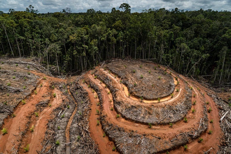 🌲 México: problemas inesperados de deforestación - podcast episode cover