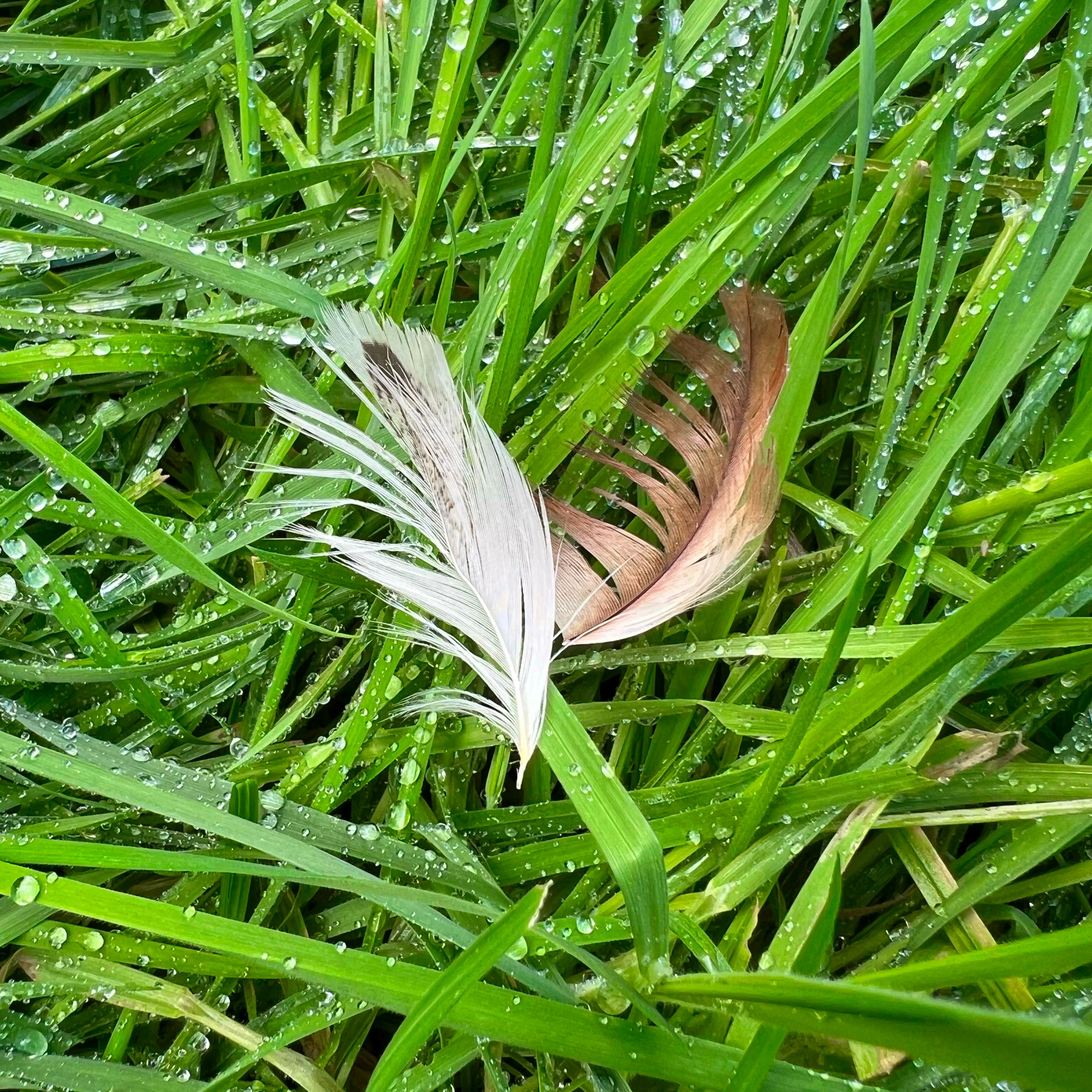 EARWORMS - Audio Tales From The Quick And The Dread