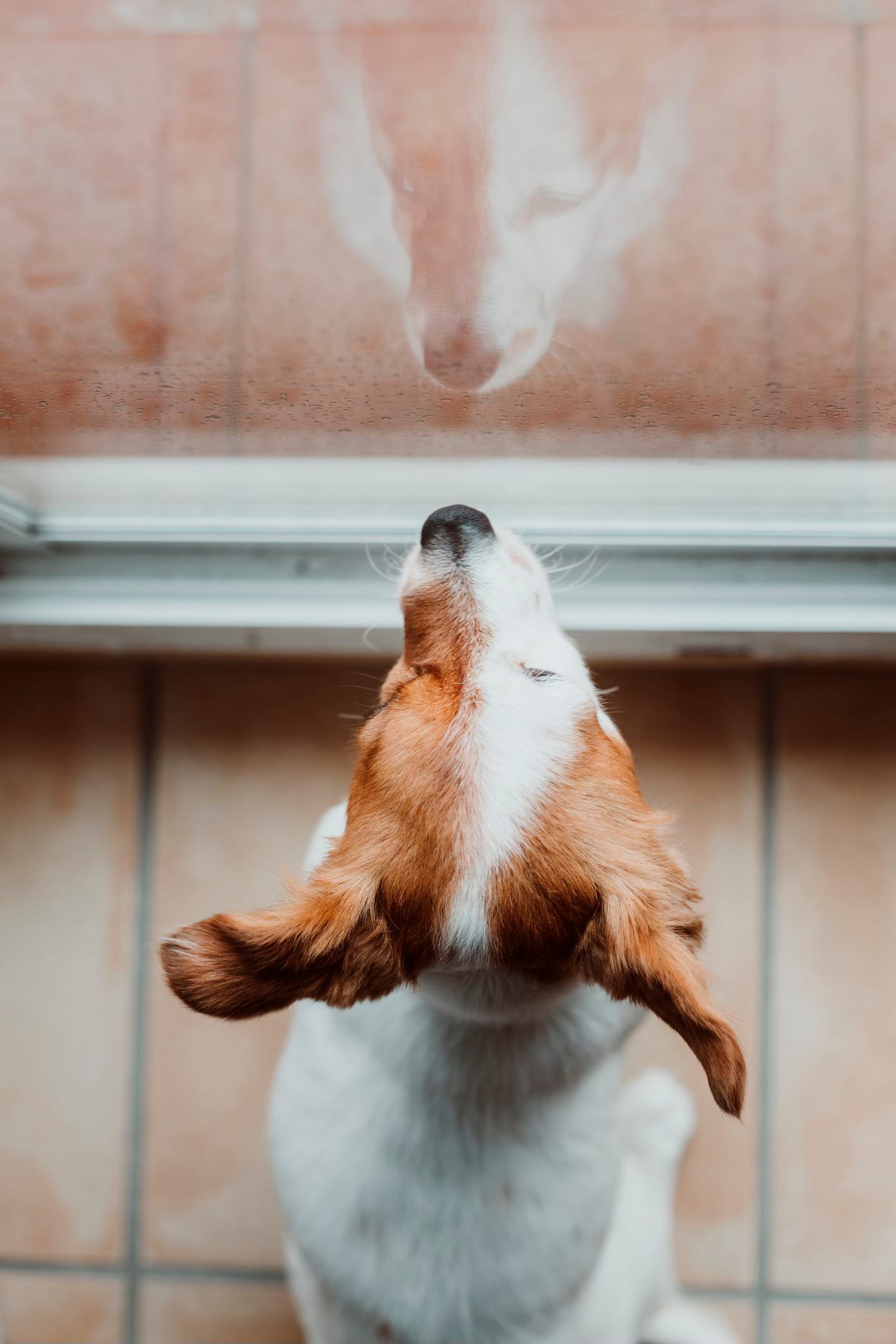 Barking at Our Reflection - Editorial - MSKMag Issue 28