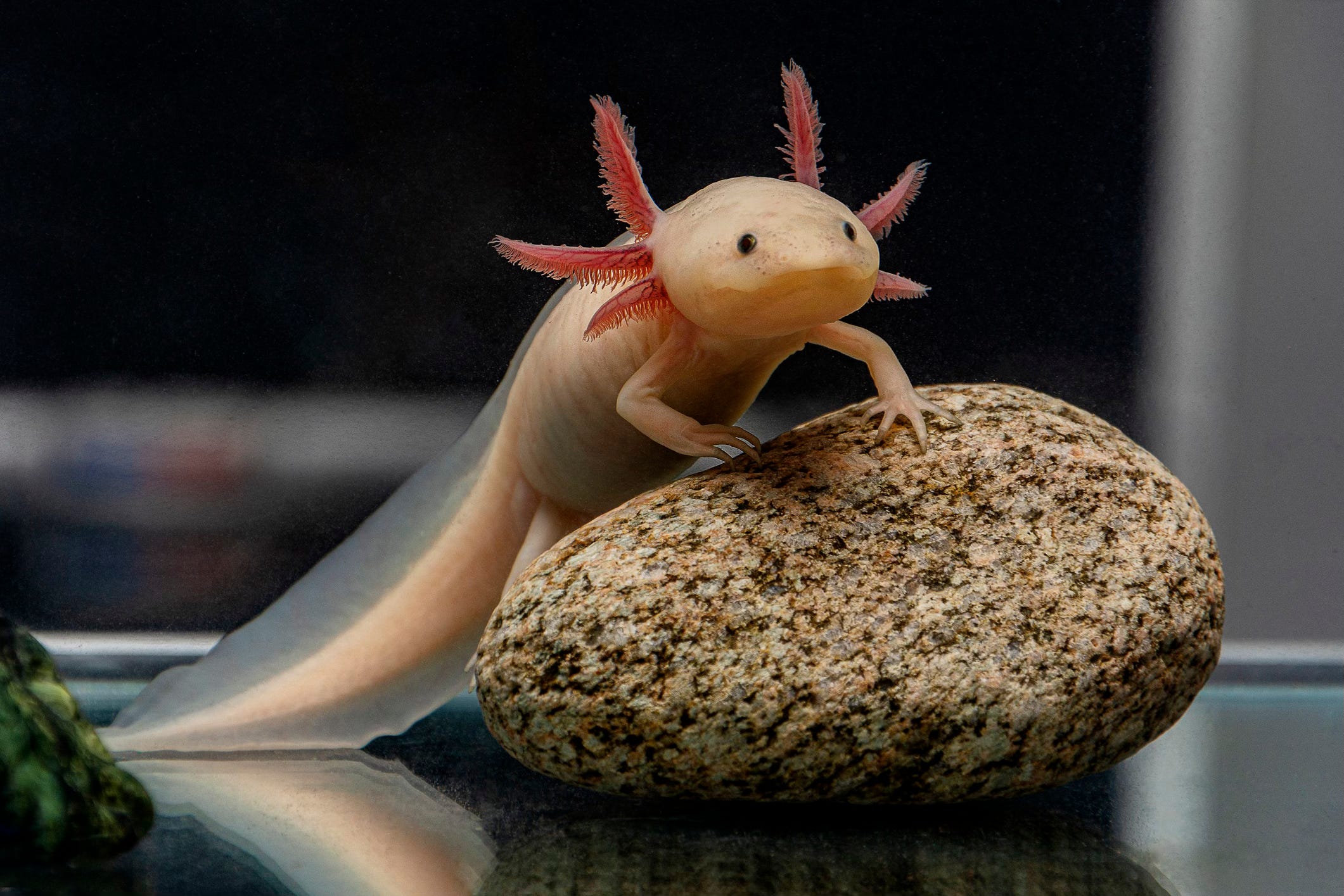 An Axolotl at Breakfast - Editorial - MSKMag Issue 31