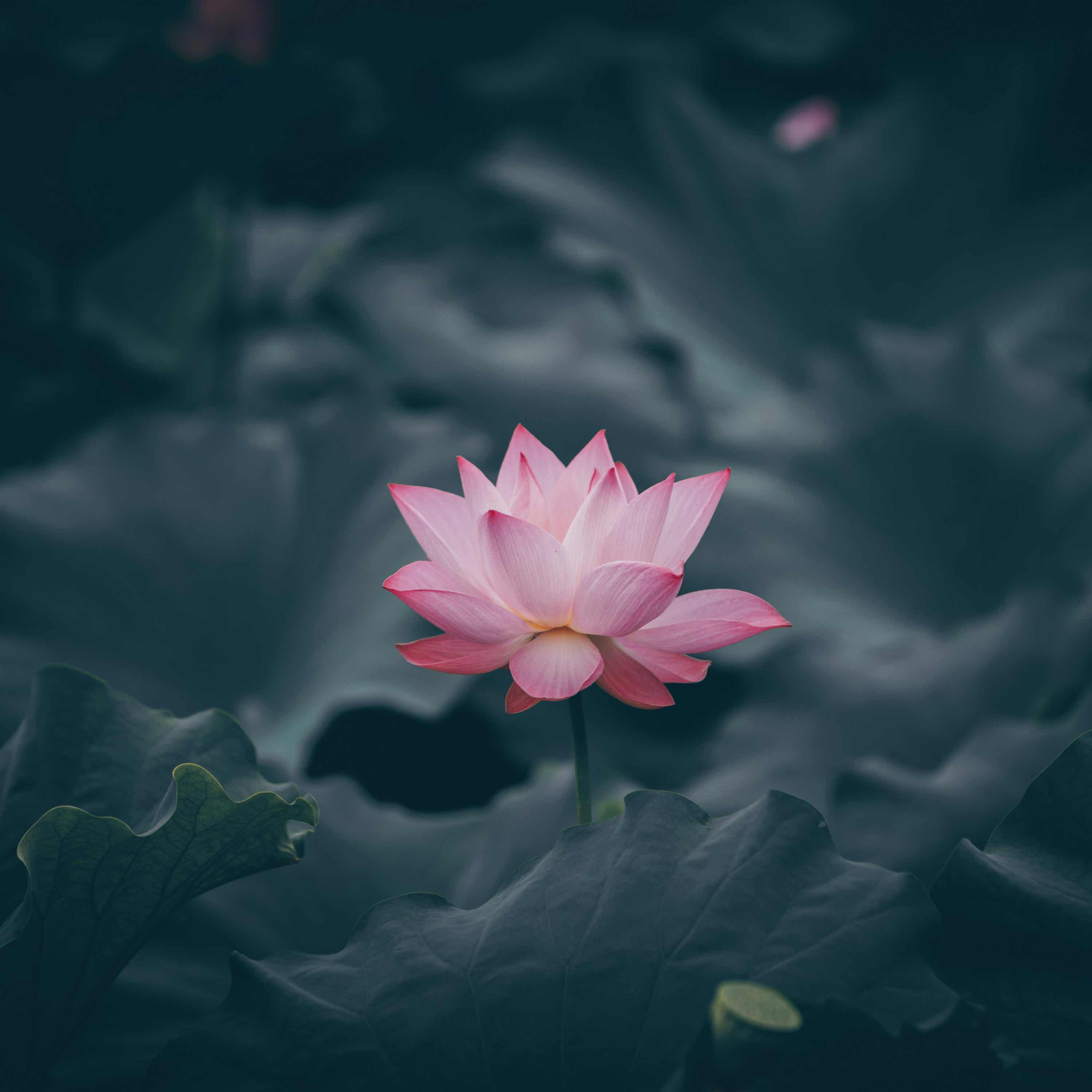 Love Yourself Unconditionally