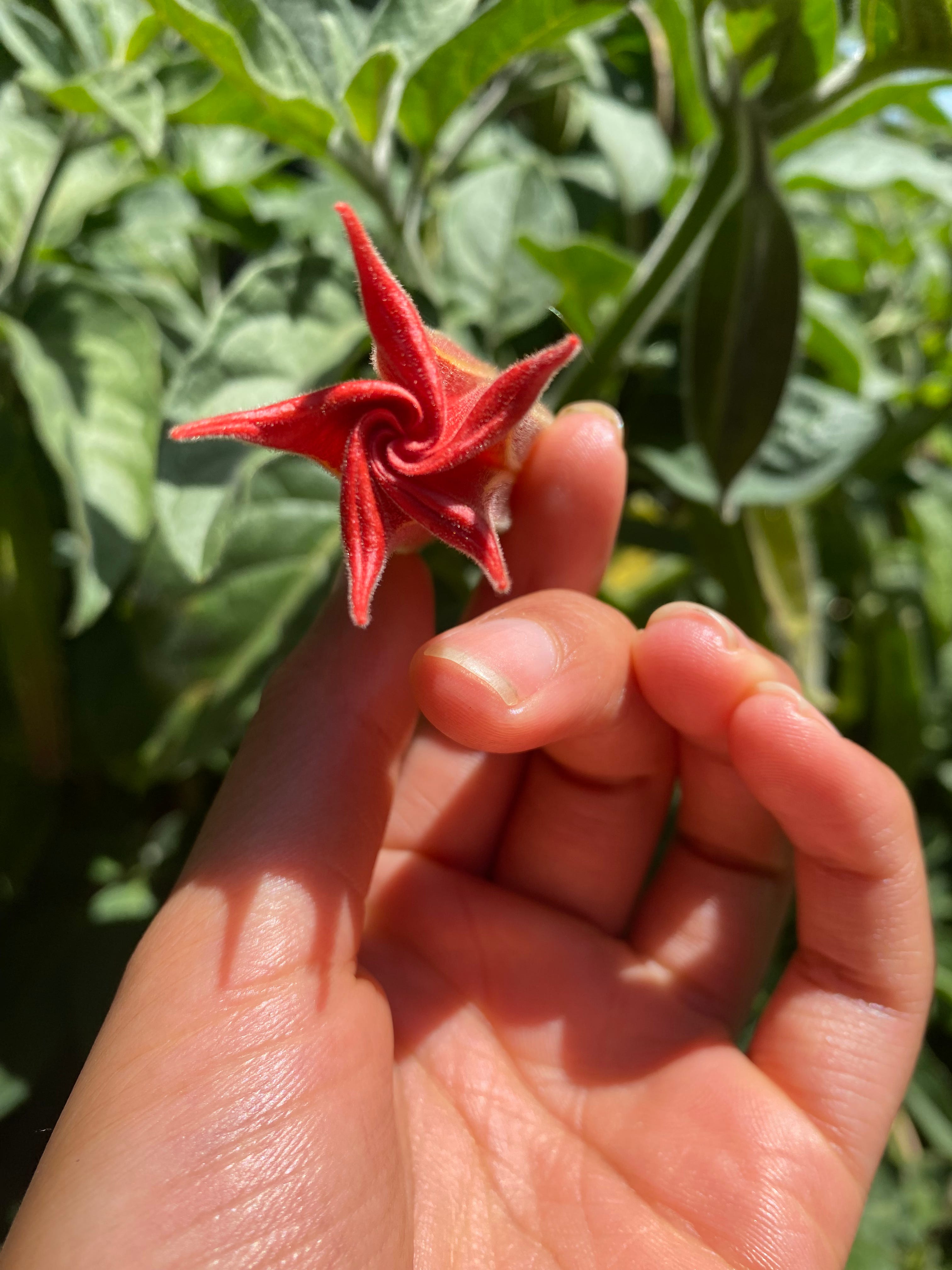 Sacred Pathways: Stories & Wisdom from Walking the Heart\'s Way