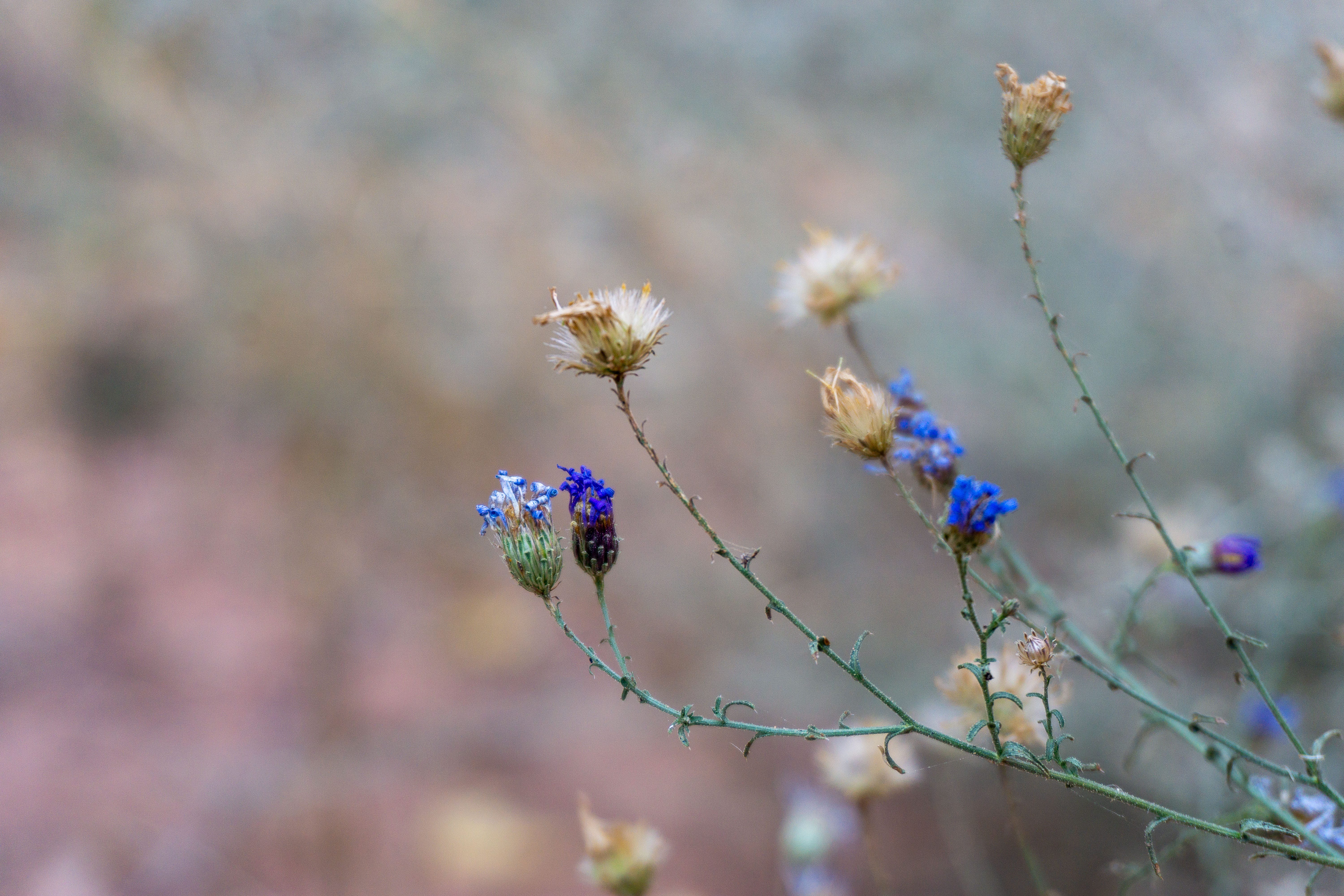 Confluence Formation