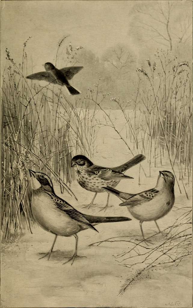 Confluence Formation